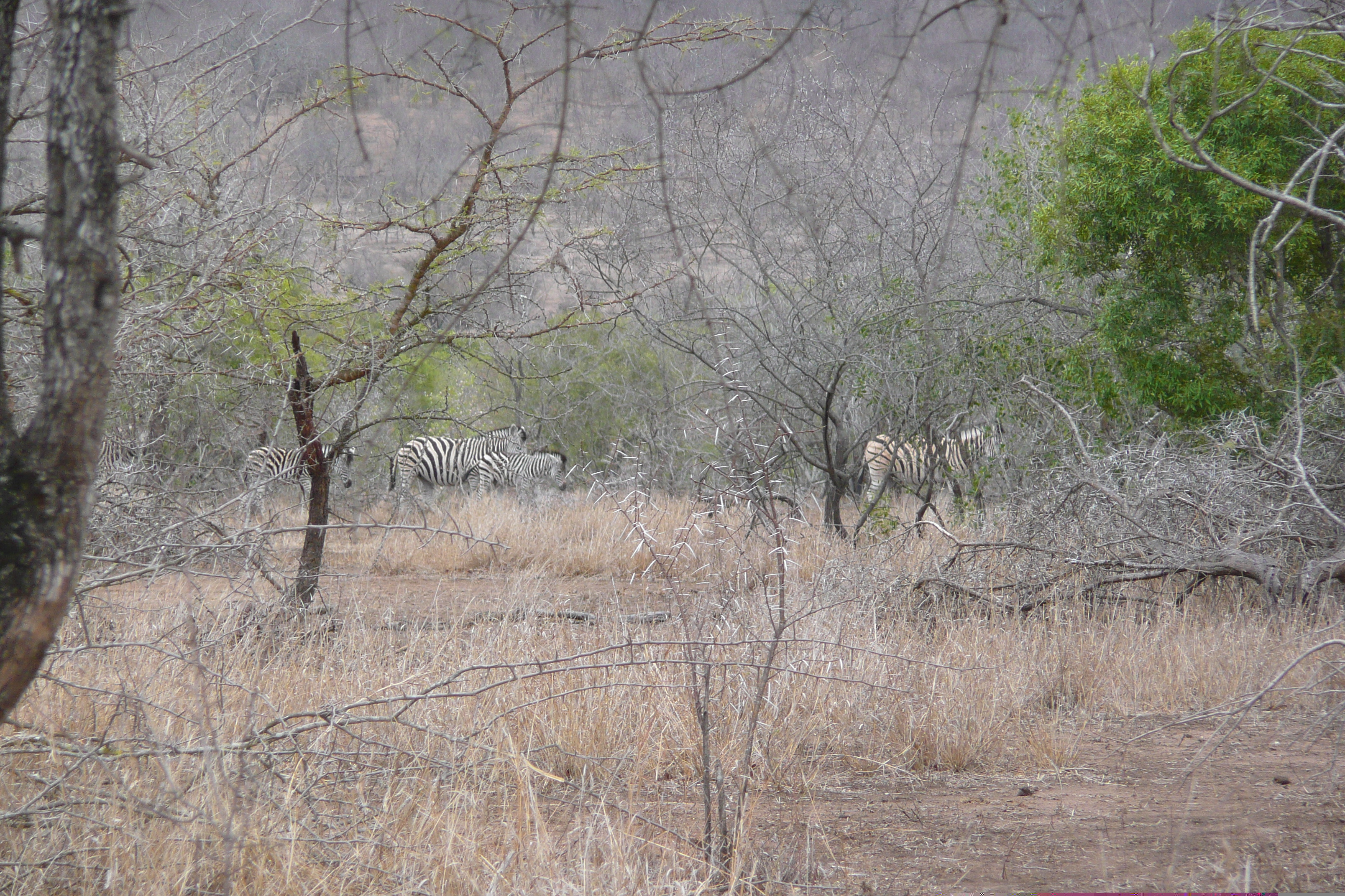 Picture South Africa Kruger National Park Mpondo 2008-09 3 - Recreation Mpondo