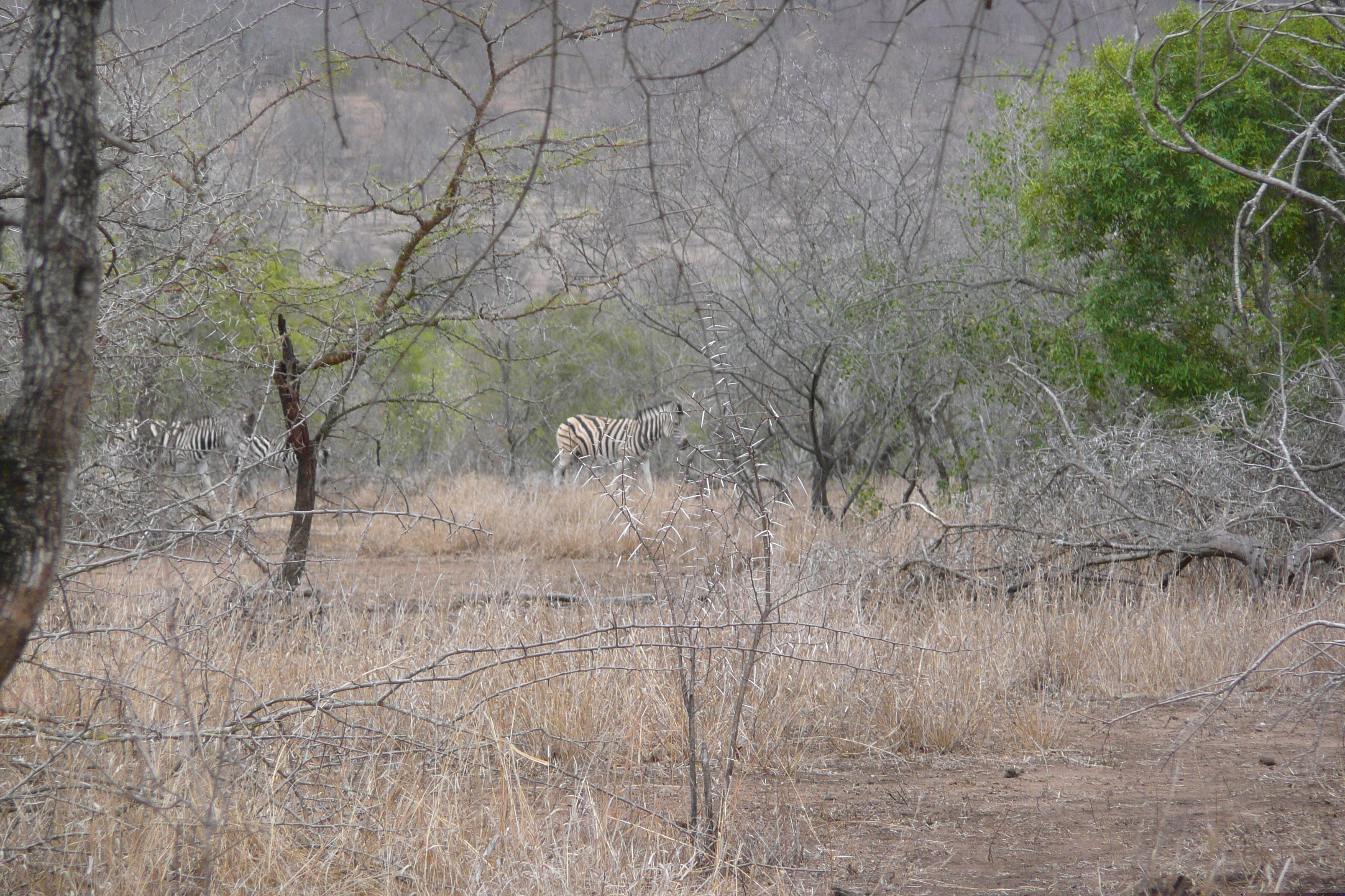 Picture South Africa Kruger National Park Mpondo 2008-09 18 - Tour Mpondo