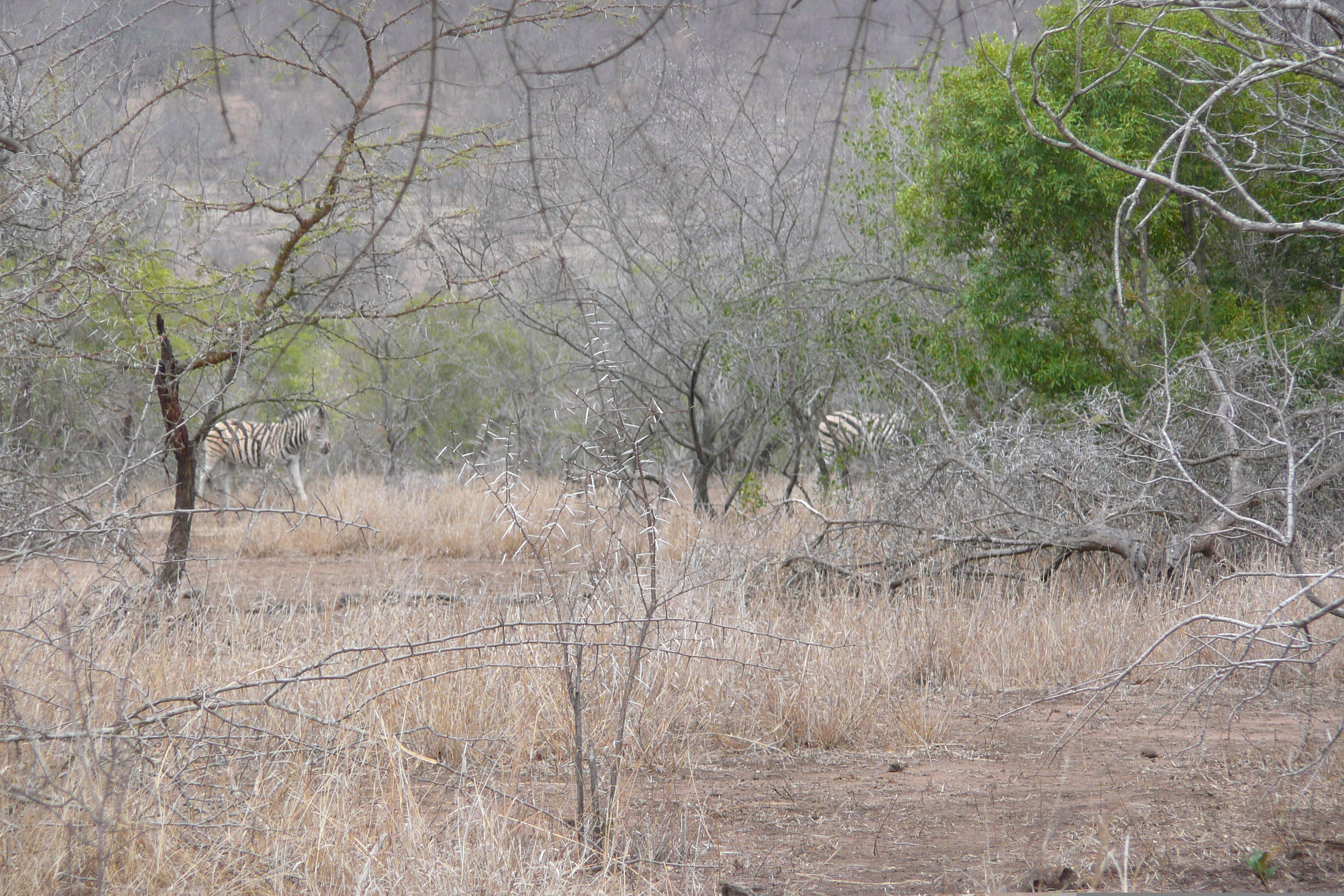 Picture South Africa Kruger National Park Mpondo 2008-09 17 - Tours Mpondo