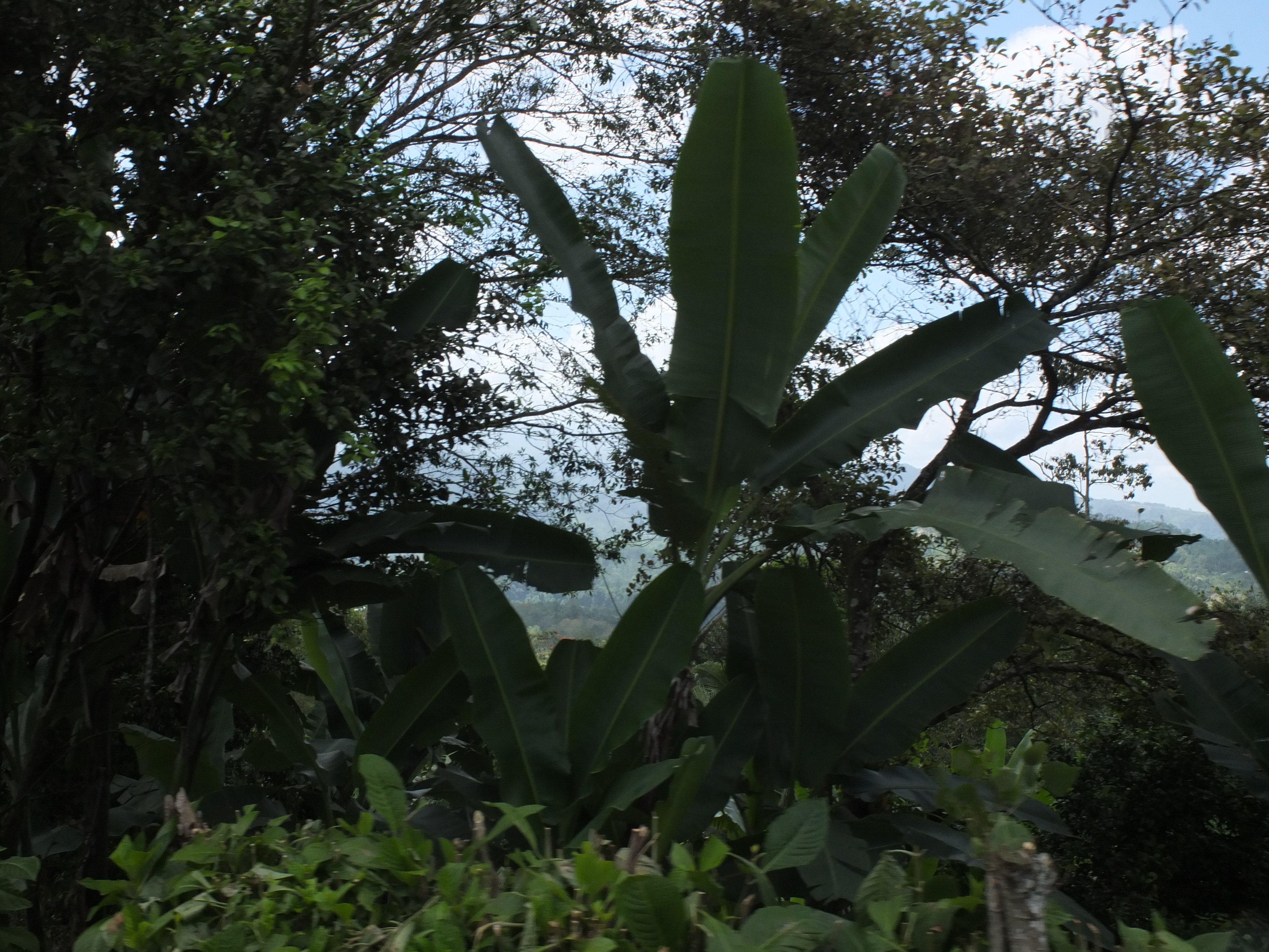 Picture Costa Rica Turrialba 2015-03 83 - Tours Turrialba