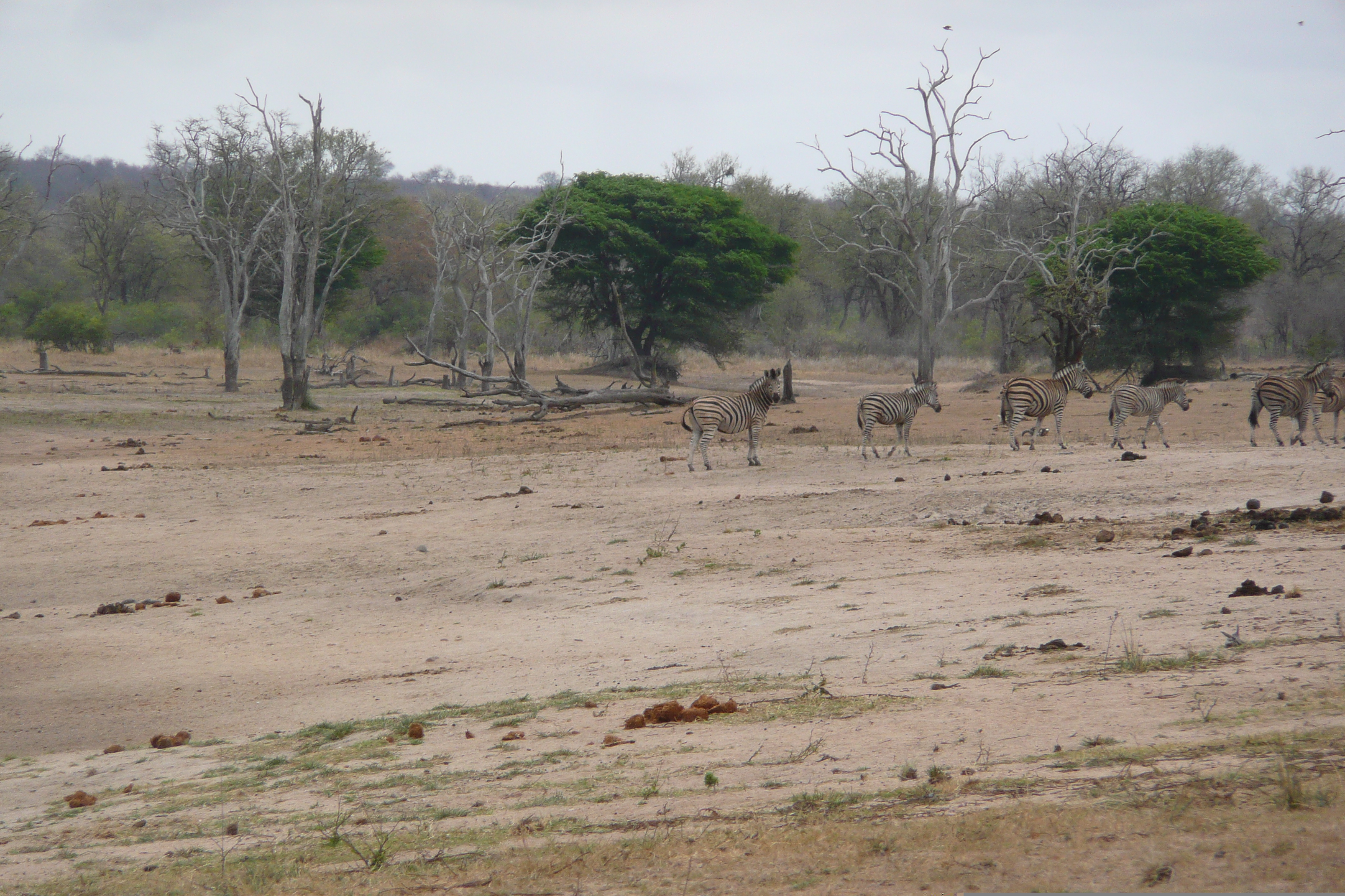 Picture South Africa Kruger National Park Mpondo 2008-09 23 - History Mpondo