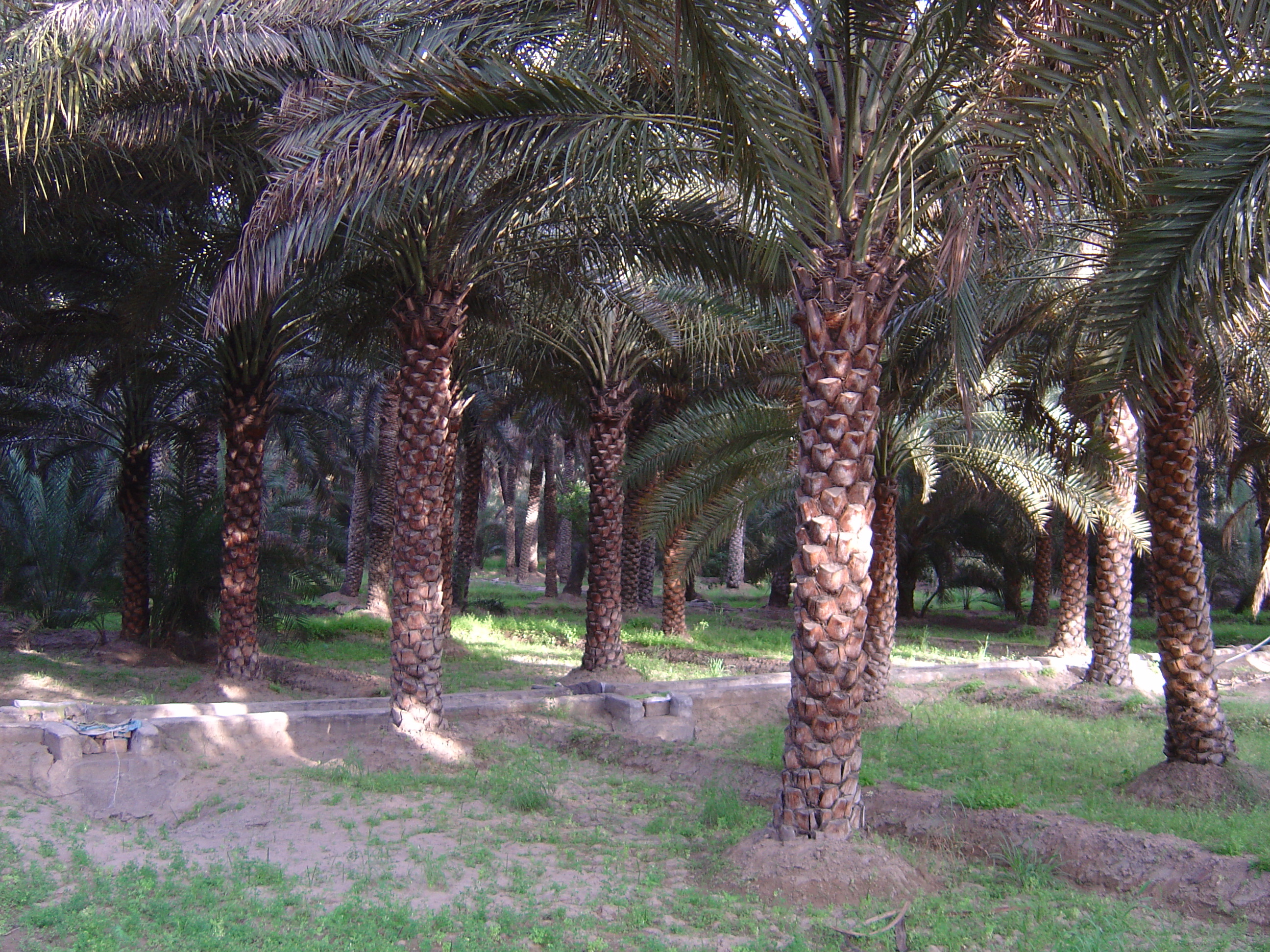 Picture United Arab Emirates Al Ain Al Ain Oasis 2005-03 33 - History Al Ain Oasis