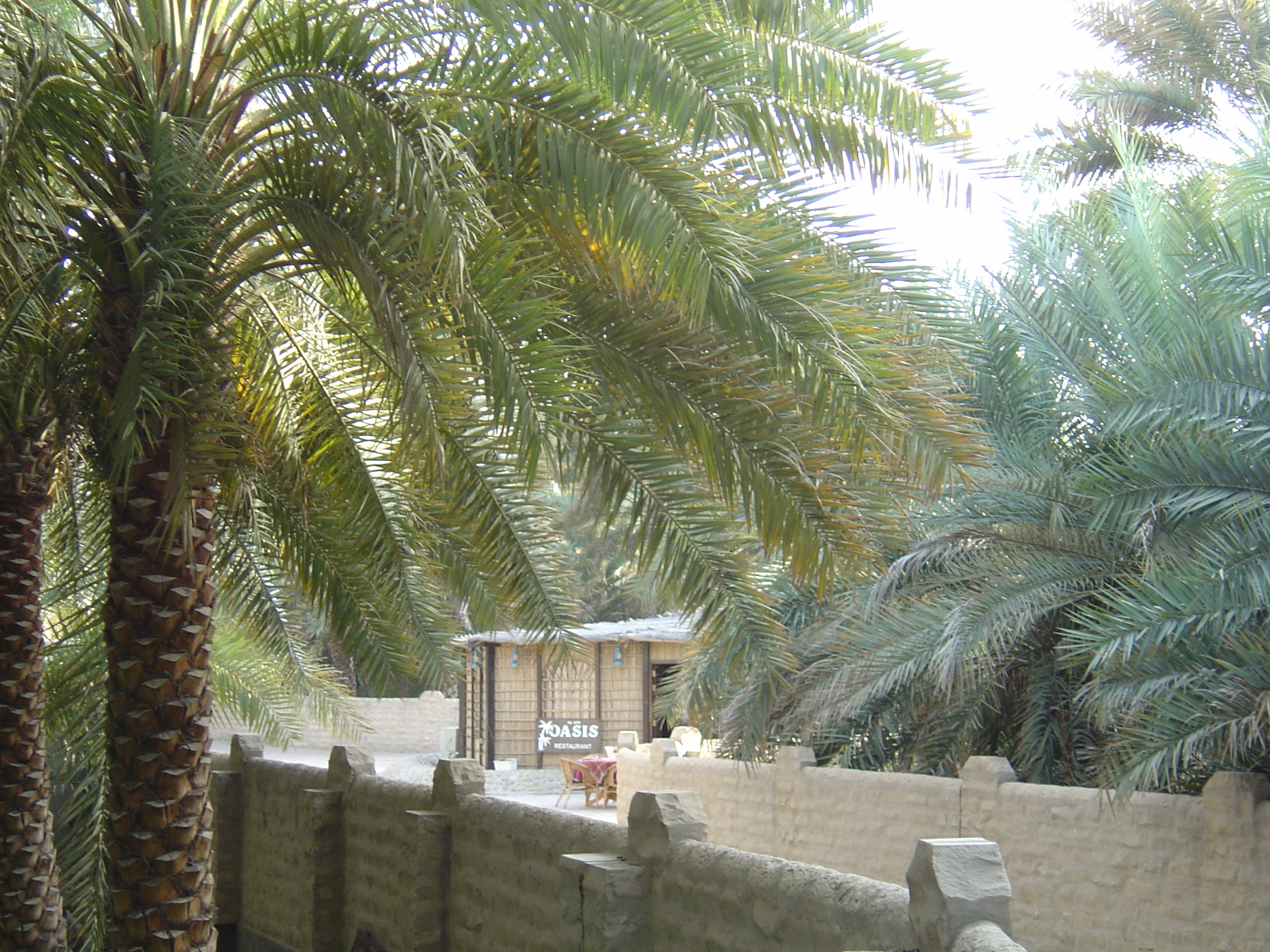 Picture United Arab Emirates Al Ain Al Ain Oasis 2005-03 5 - Recreation Al Ain Oasis