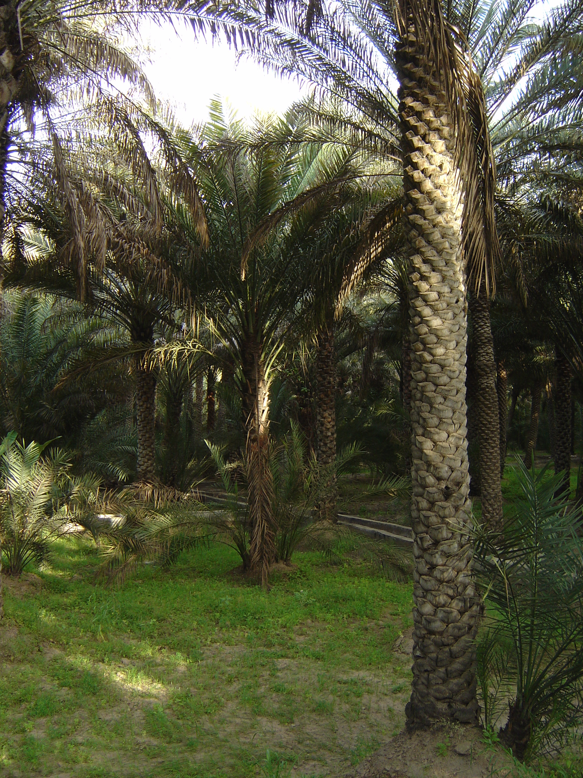 Picture United Arab Emirates Al Ain Al Ain Oasis 2005-03 11 - Journey Al Ain Oasis