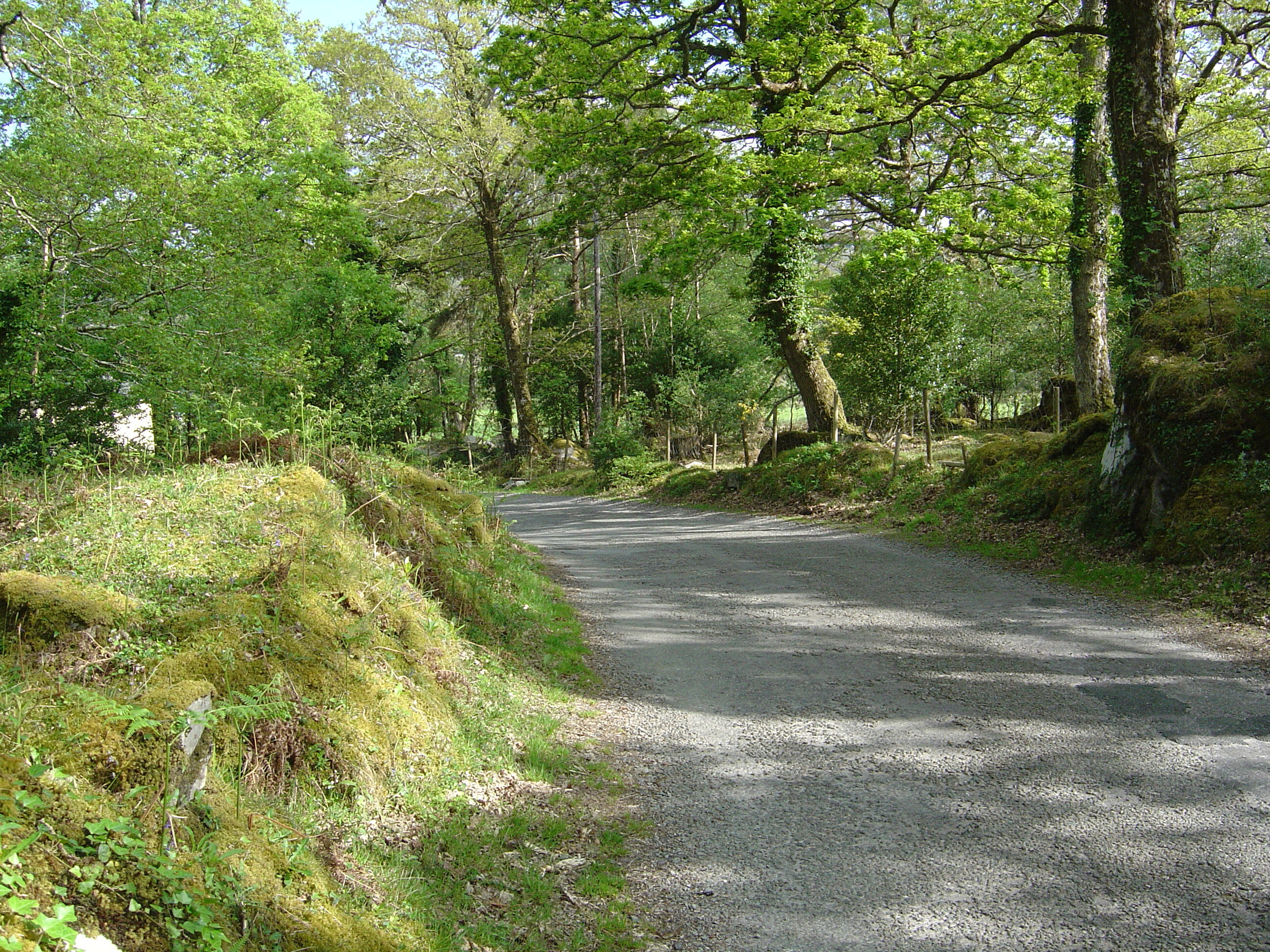 Picture Ireland Kerry Caragh Lake 2004-05 32 - Journey Caragh Lake