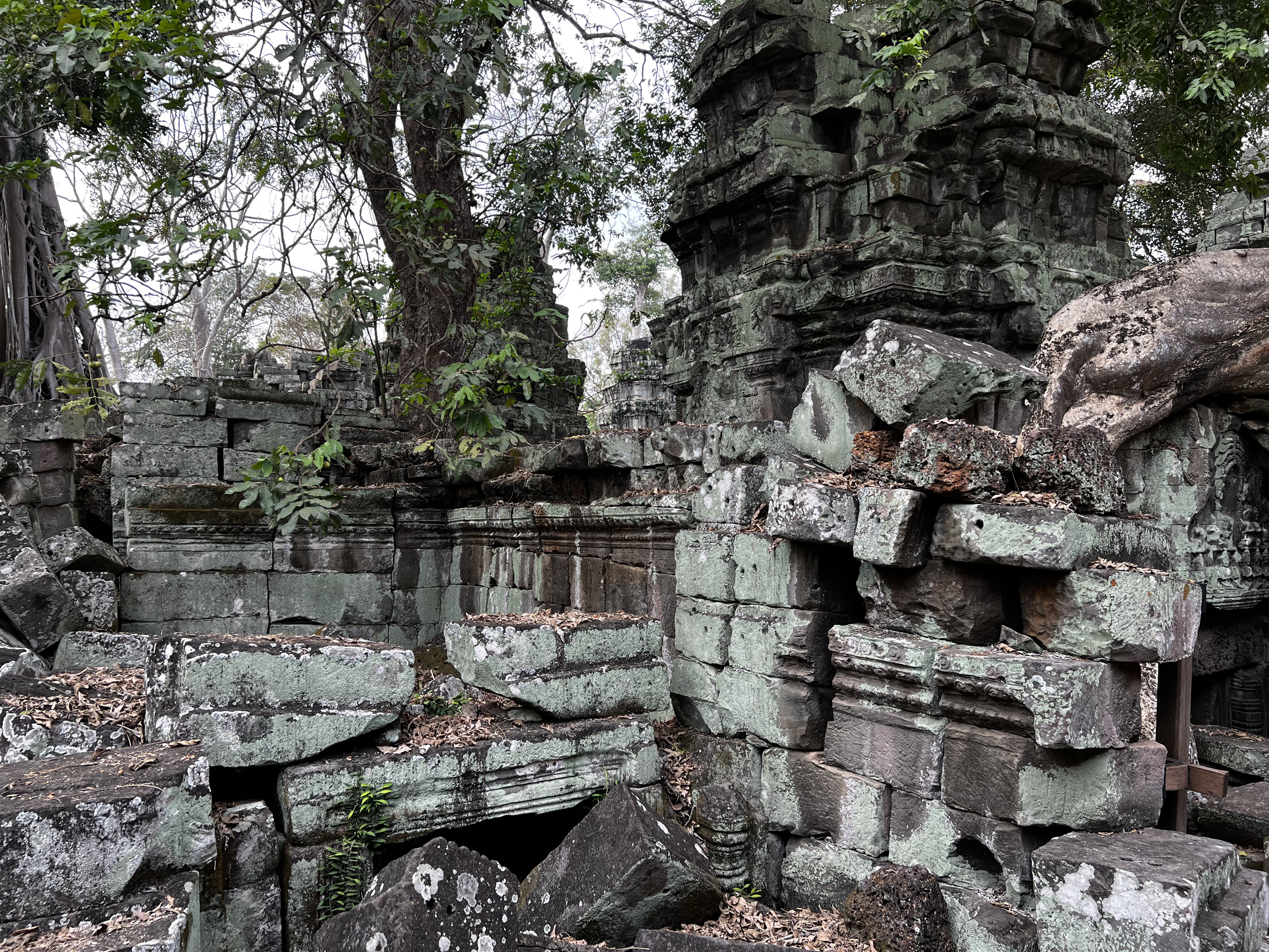 Picture Cambodia Siem Reap Ta Prohm 2023-01 150 - Recreation Ta Prohm