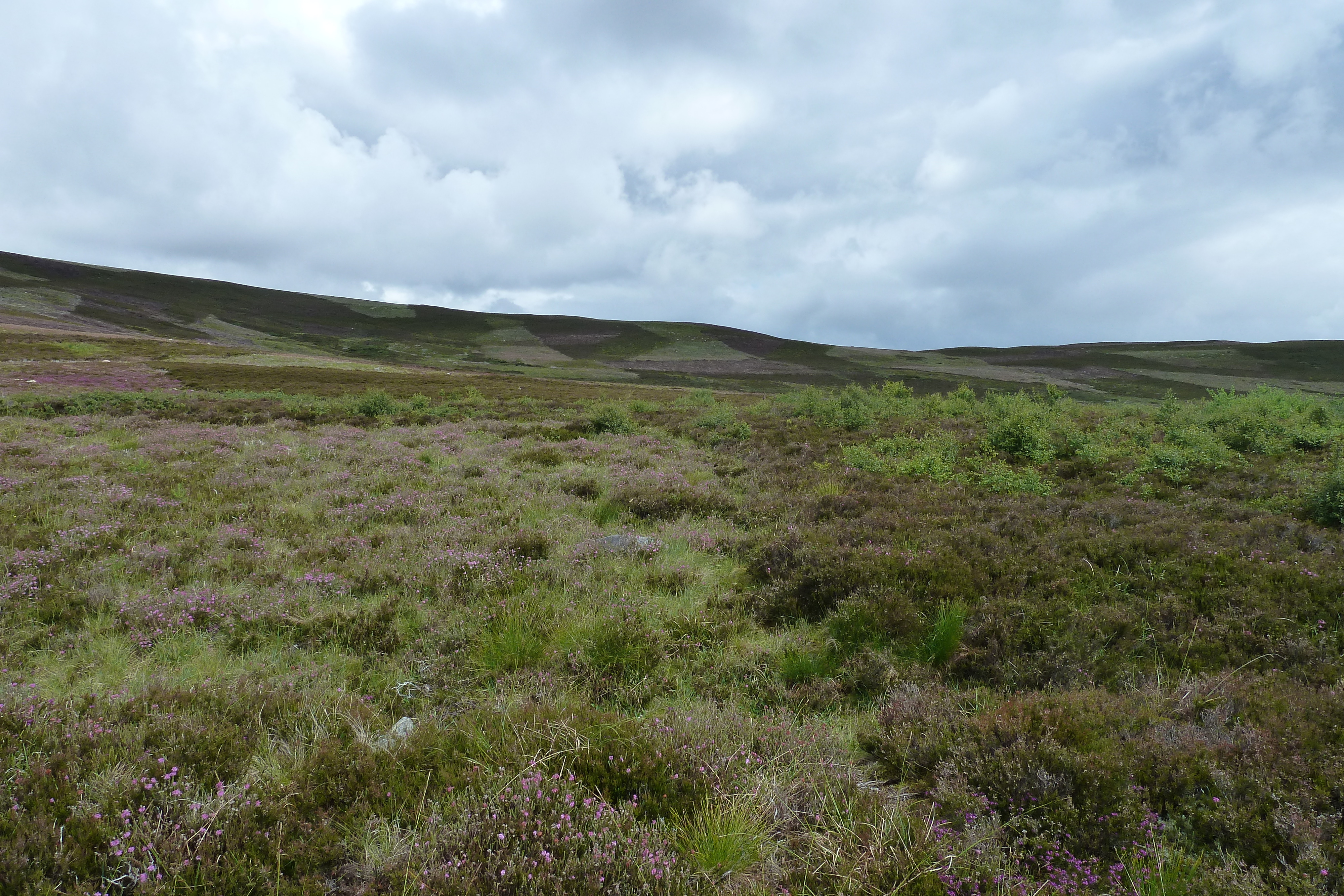 Picture United Kingdom Cairngorms National Park 2011-07 17 - Center Cairngorms National Park