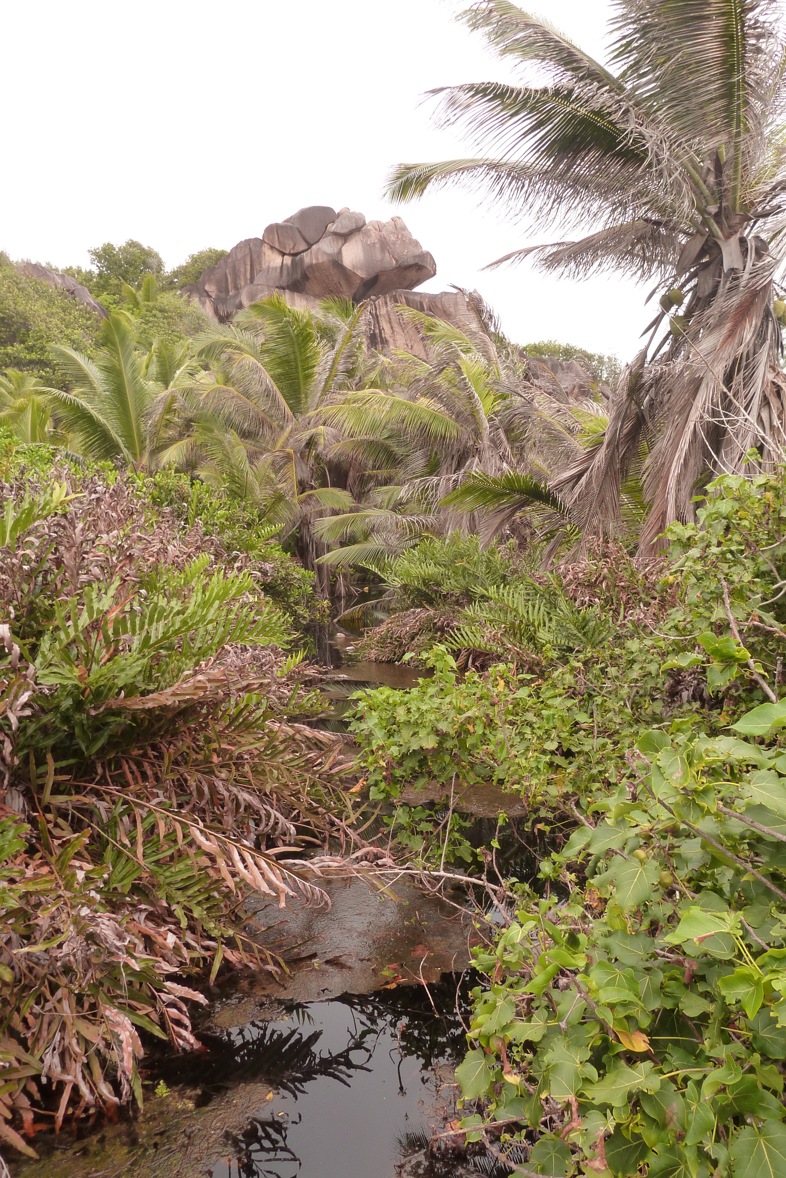 Picture Seychelles La Digue 2011-10 222 - Tours La Digue