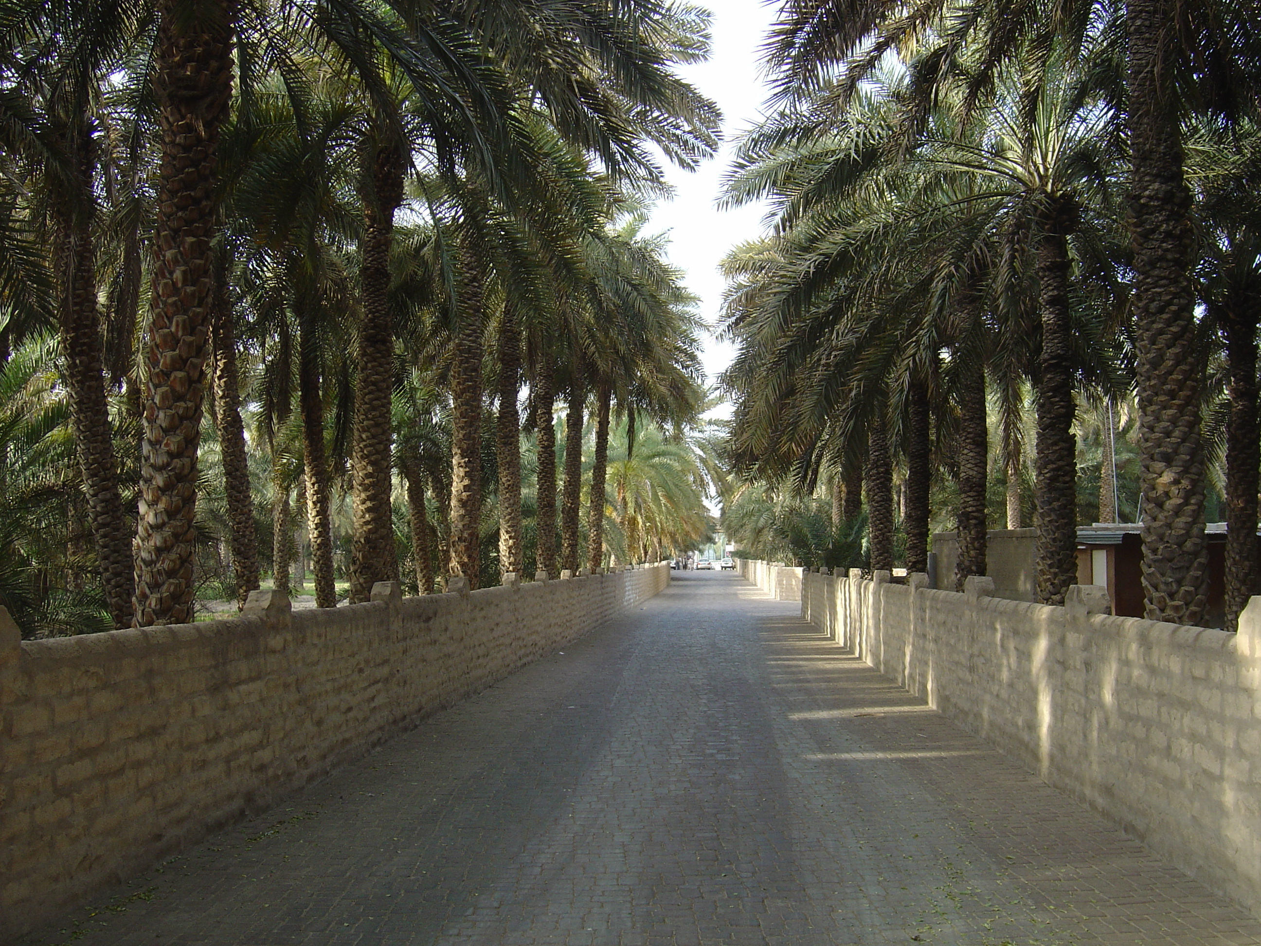 Picture United Arab Emirates Al Ain Al Ain Oasis 2005-03 1 - Tours Al Ain Oasis