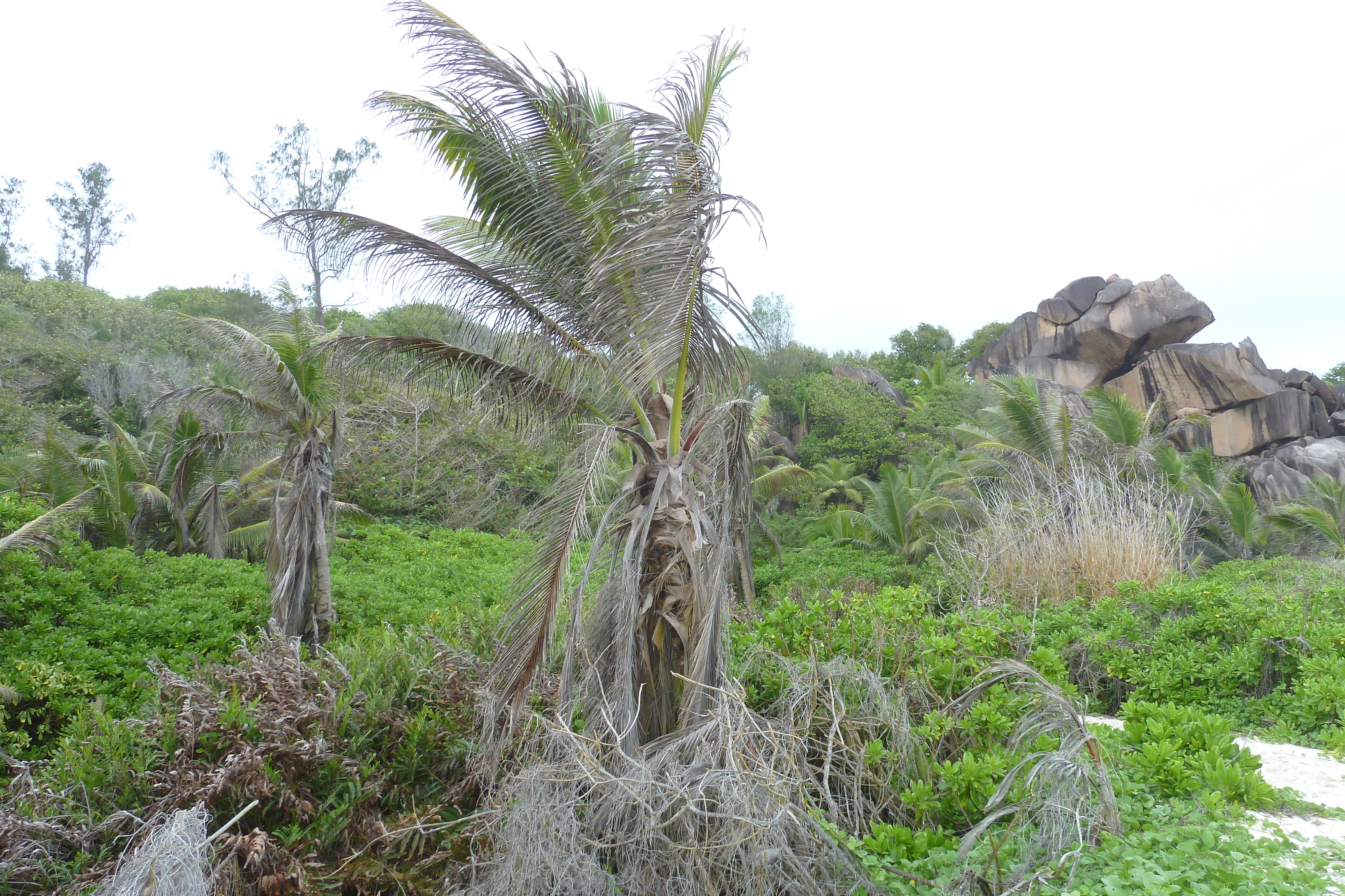 Picture Seychelles La Digue 2011-10 214 - Journey La Digue