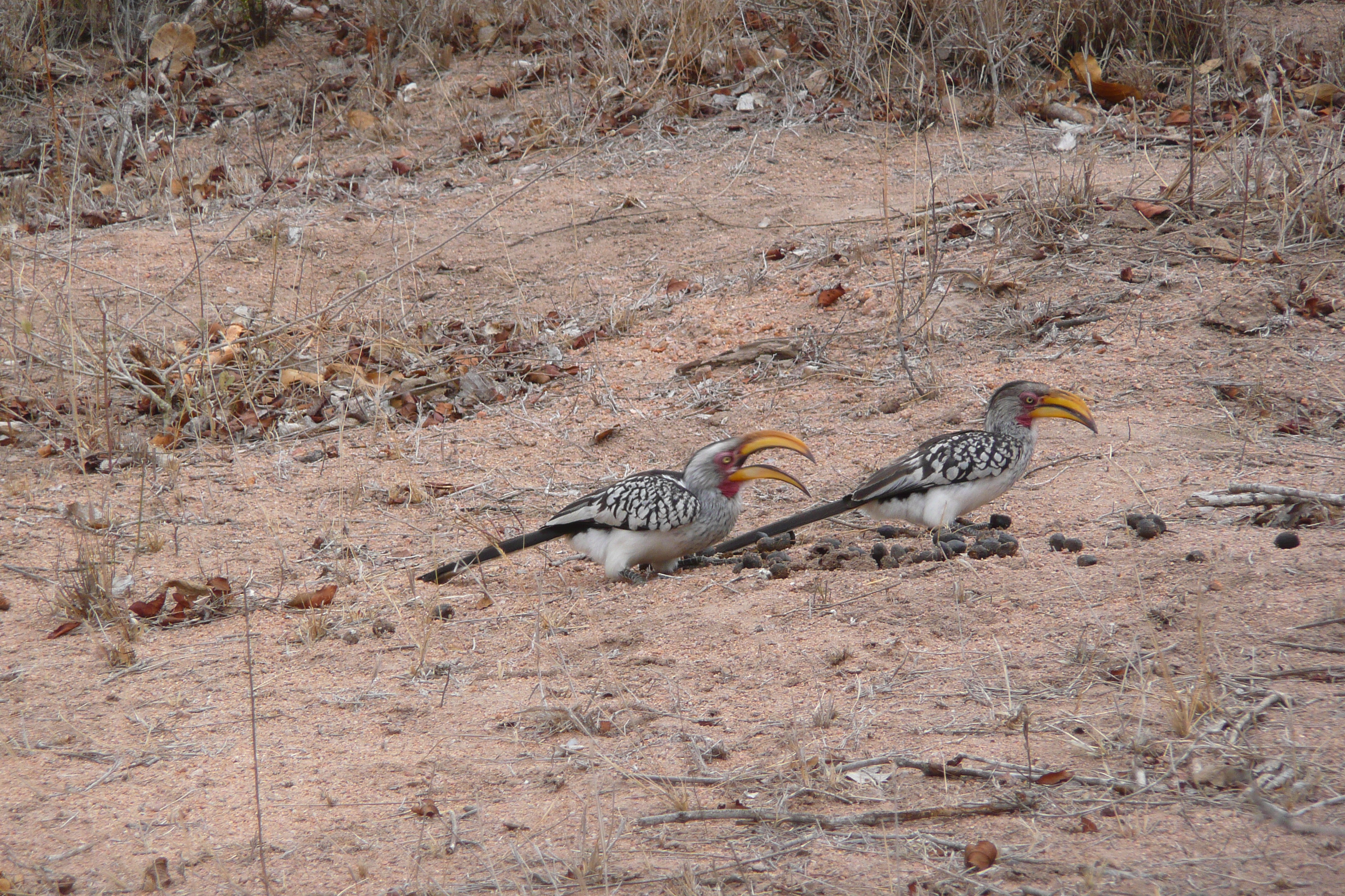 Picture South Africa Kruger National Park Mpondo 2008-09 28 - Tours Mpondo