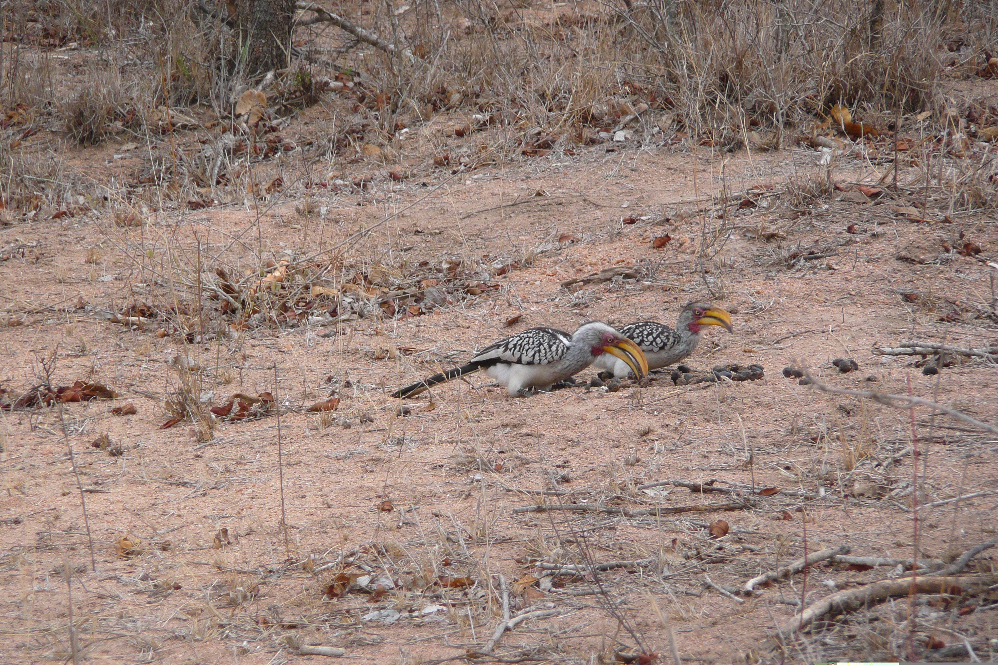 Picture South Africa Kruger National Park Mpondo 2008-09 30 - Around Mpondo