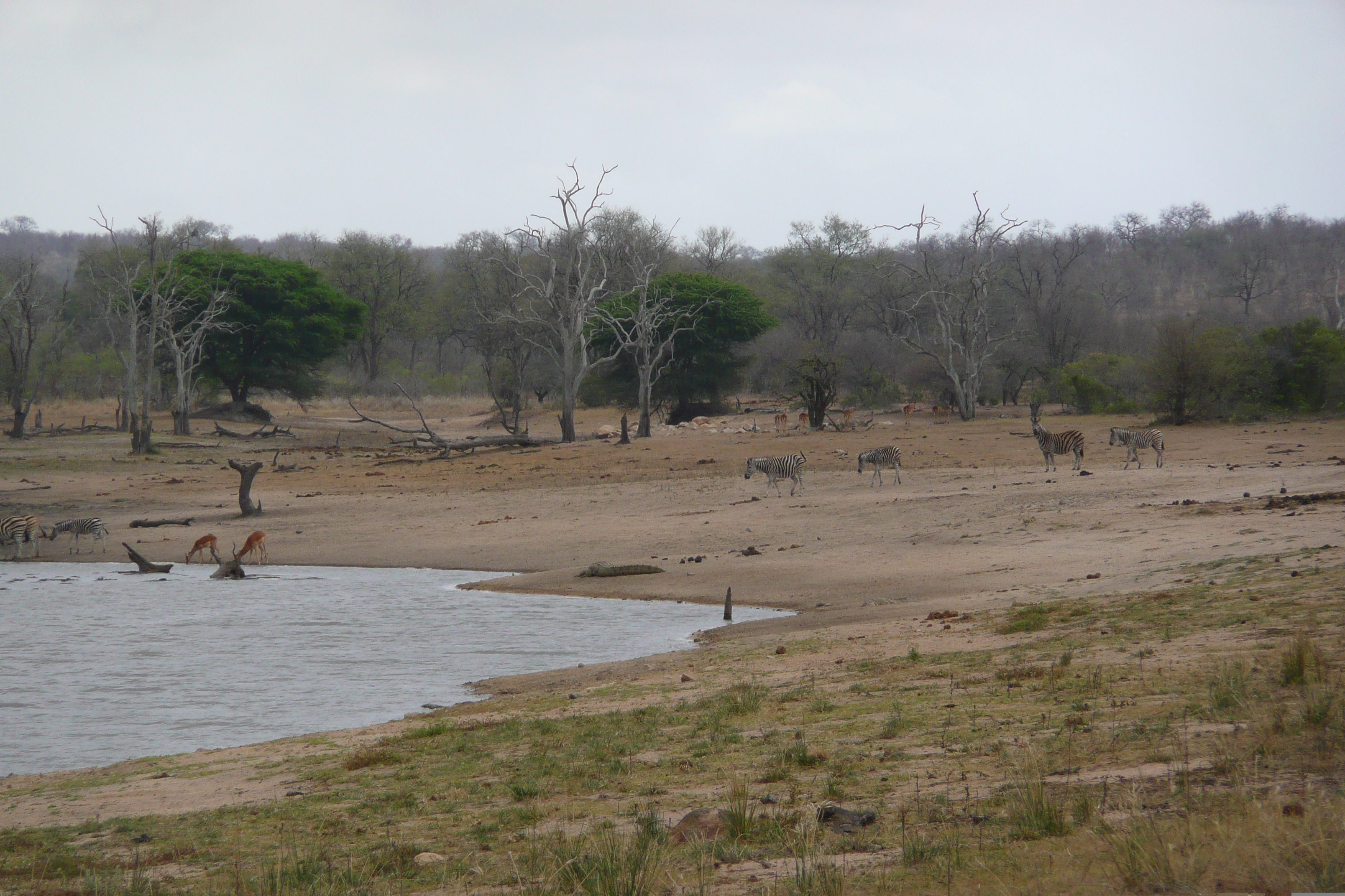 Picture South Africa Kruger National Park Mpondo 2008-09 42 - Center Mpondo