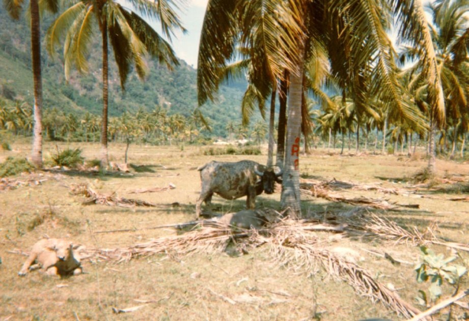 Picture Thailand Phuket 1989-04 24 - History Phuket