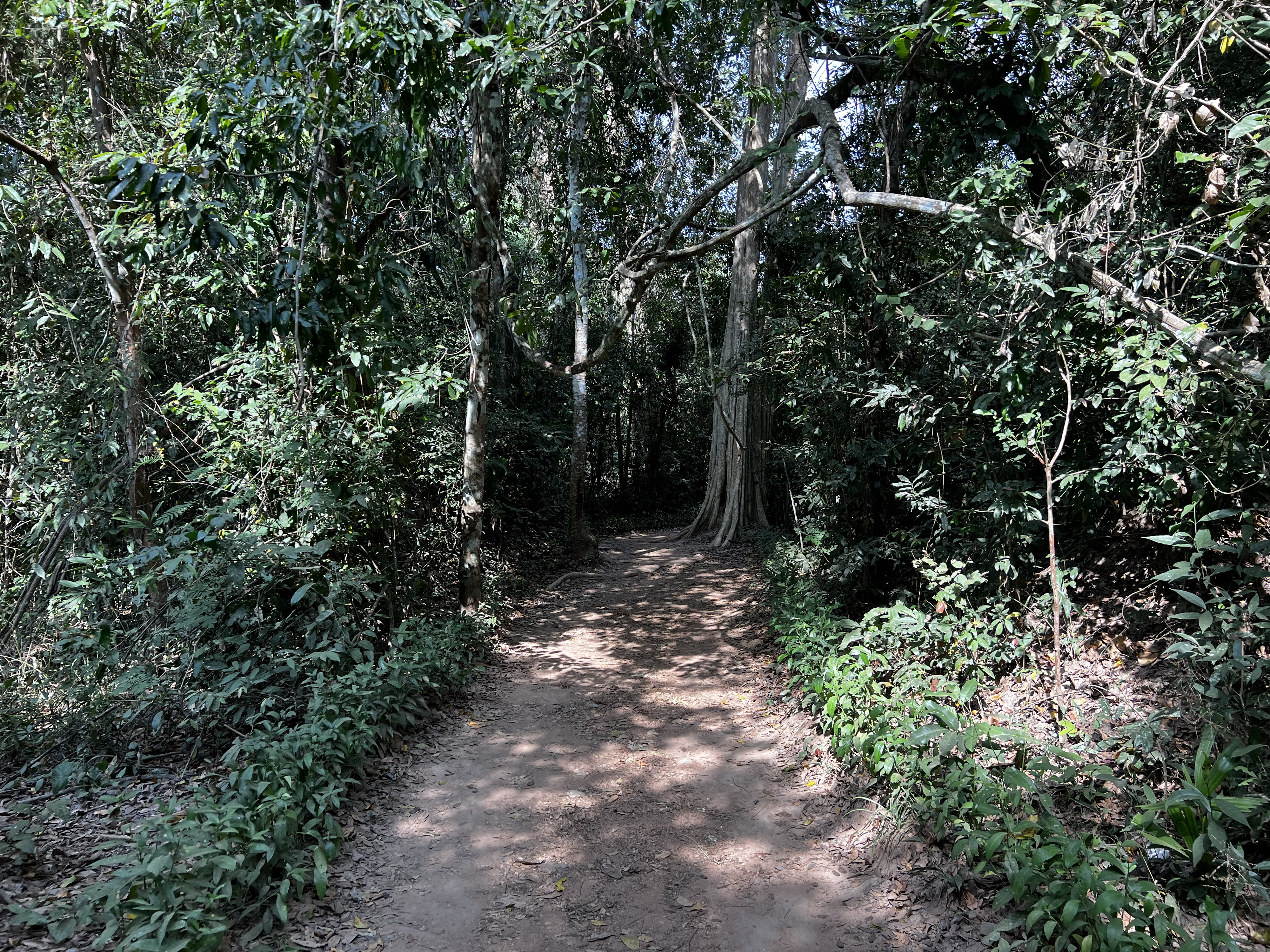 Picture Cambodia Siem Reap Ta Prohm 2023-01 139 - Tours Ta Prohm