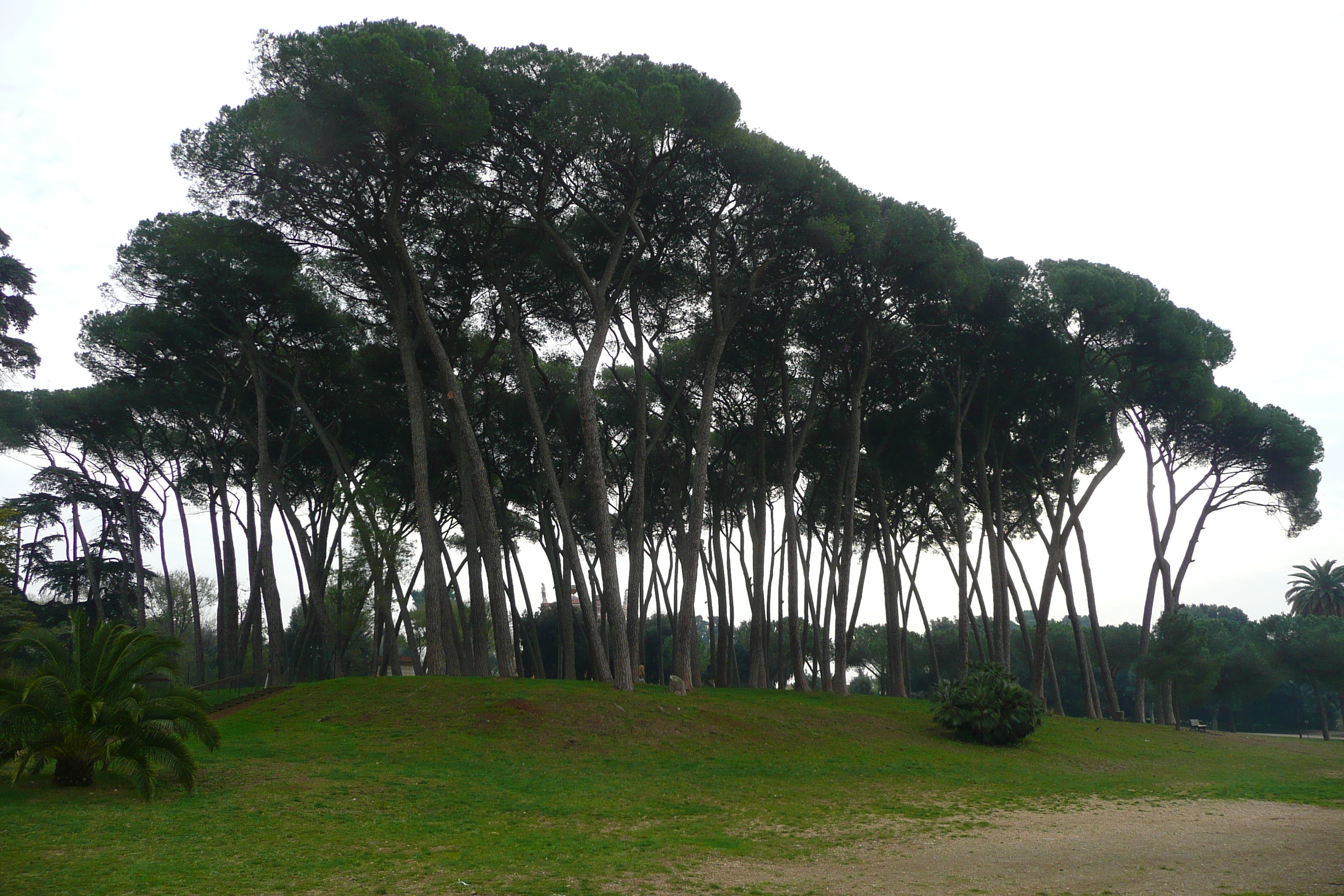 Picture Italy Rome Villa Doria Pamphili 2007-11 80 - Journey Villa Doria Pamphili