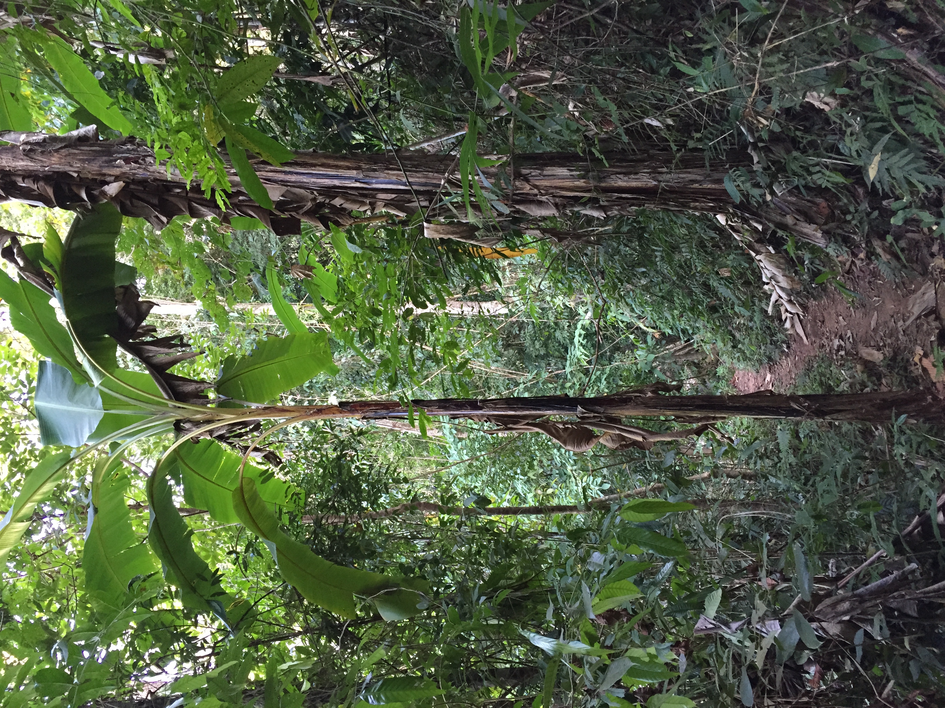 Picture Thailand Phu Hin Rong Kla National Park 2014-12 174 - History Phu Hin Rong Kla National Park