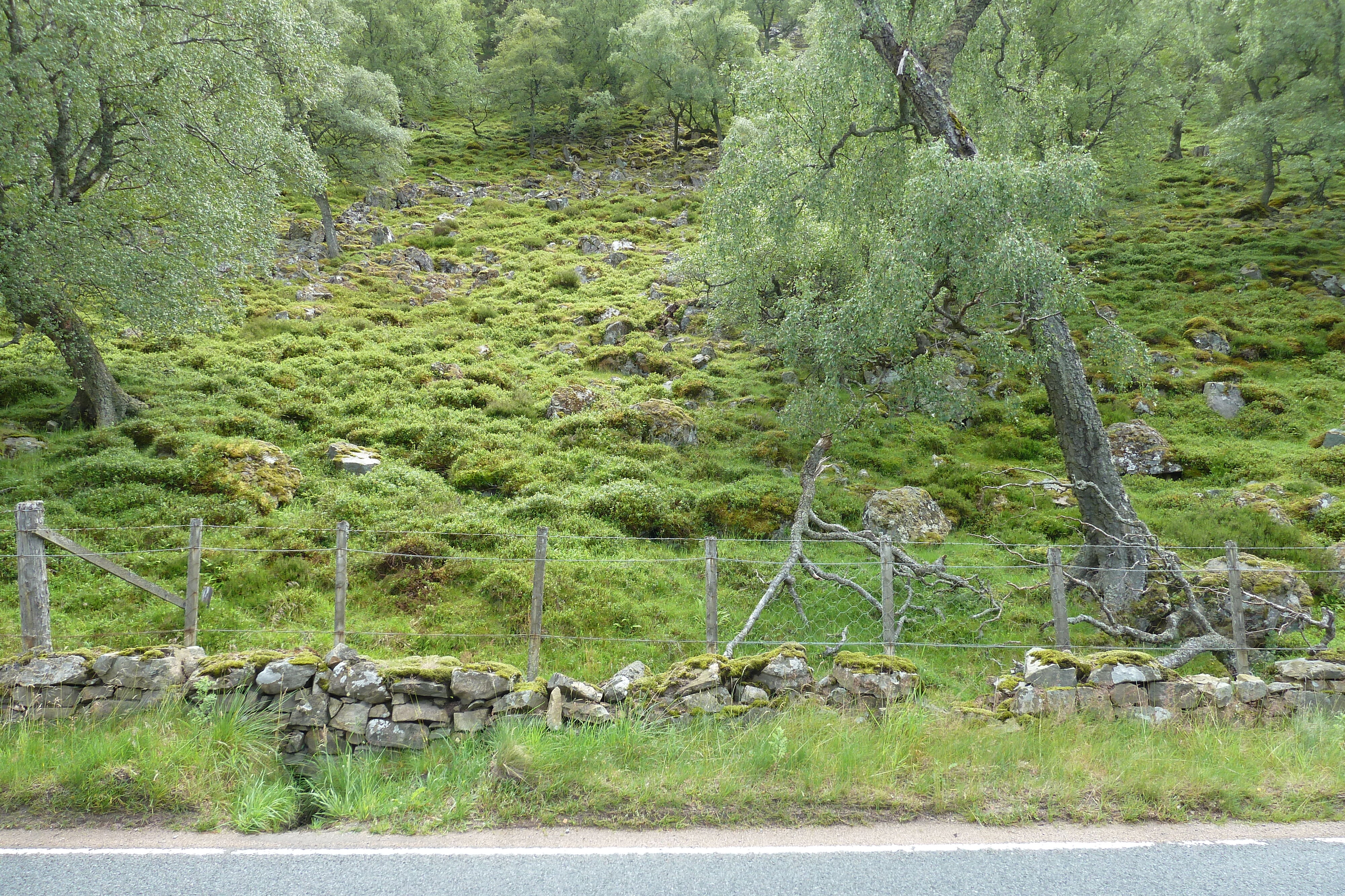 Picture United Kingdom Cairngorms National Park 2011-07 6 - Around Cairngorms National Park