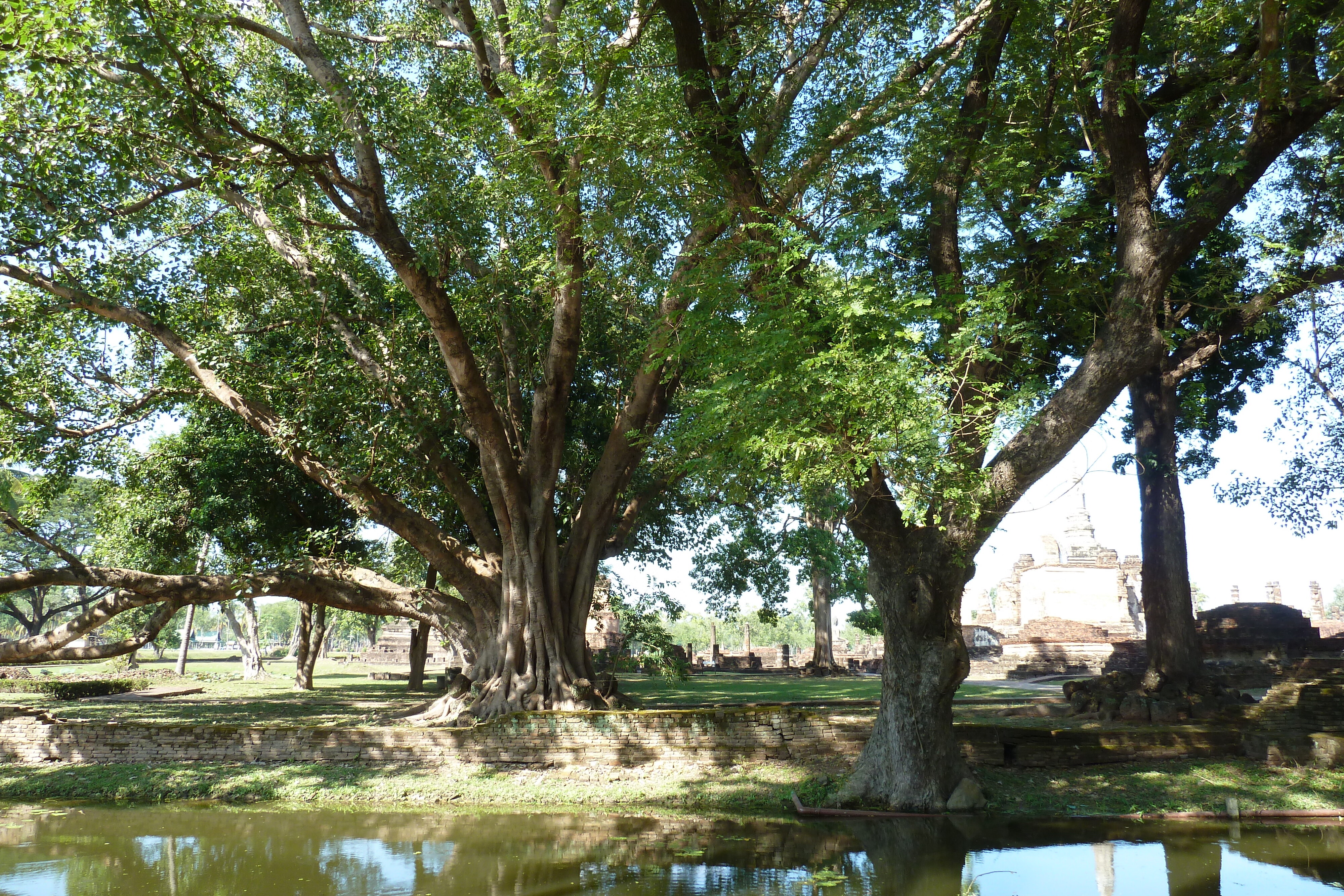 Picture Thailand Sukhothai 2010-12 84 - Recreation Sukhothai