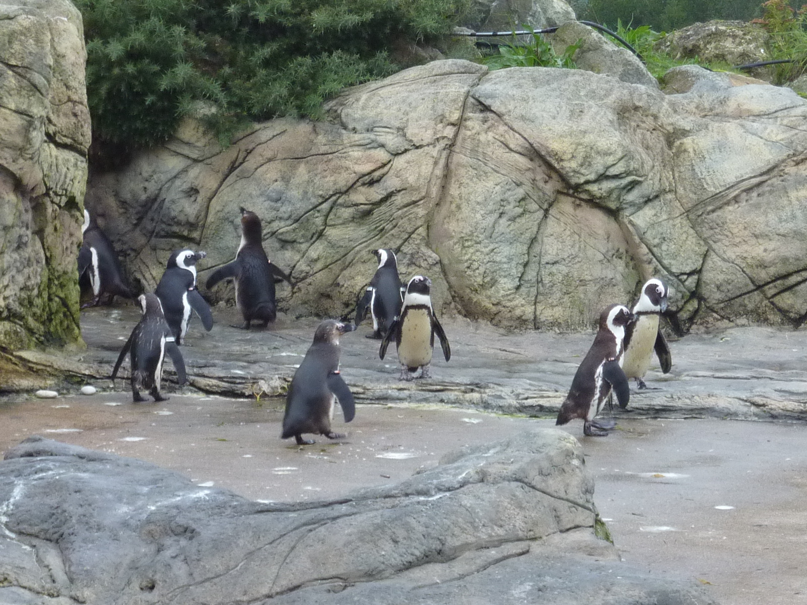 Picture France Le Croisic Ocearium 2009-10 0 - History Ocearium