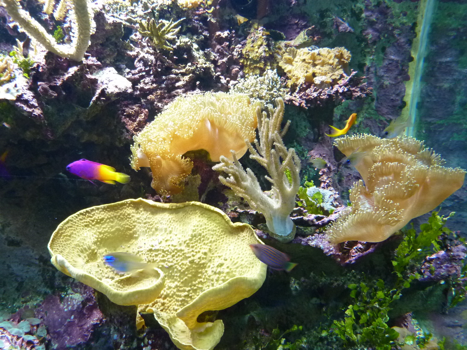 Picture France Le Croisic Ocearium 2009-10 8 - History Ocearium