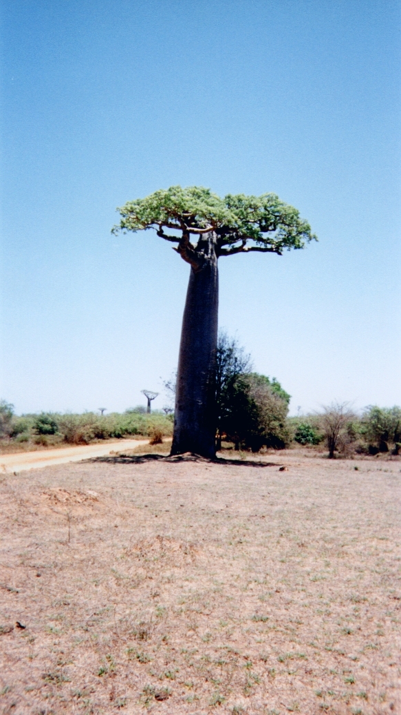 Picture Madagascar Tsingy 1999-10 20 - Around Tsingy