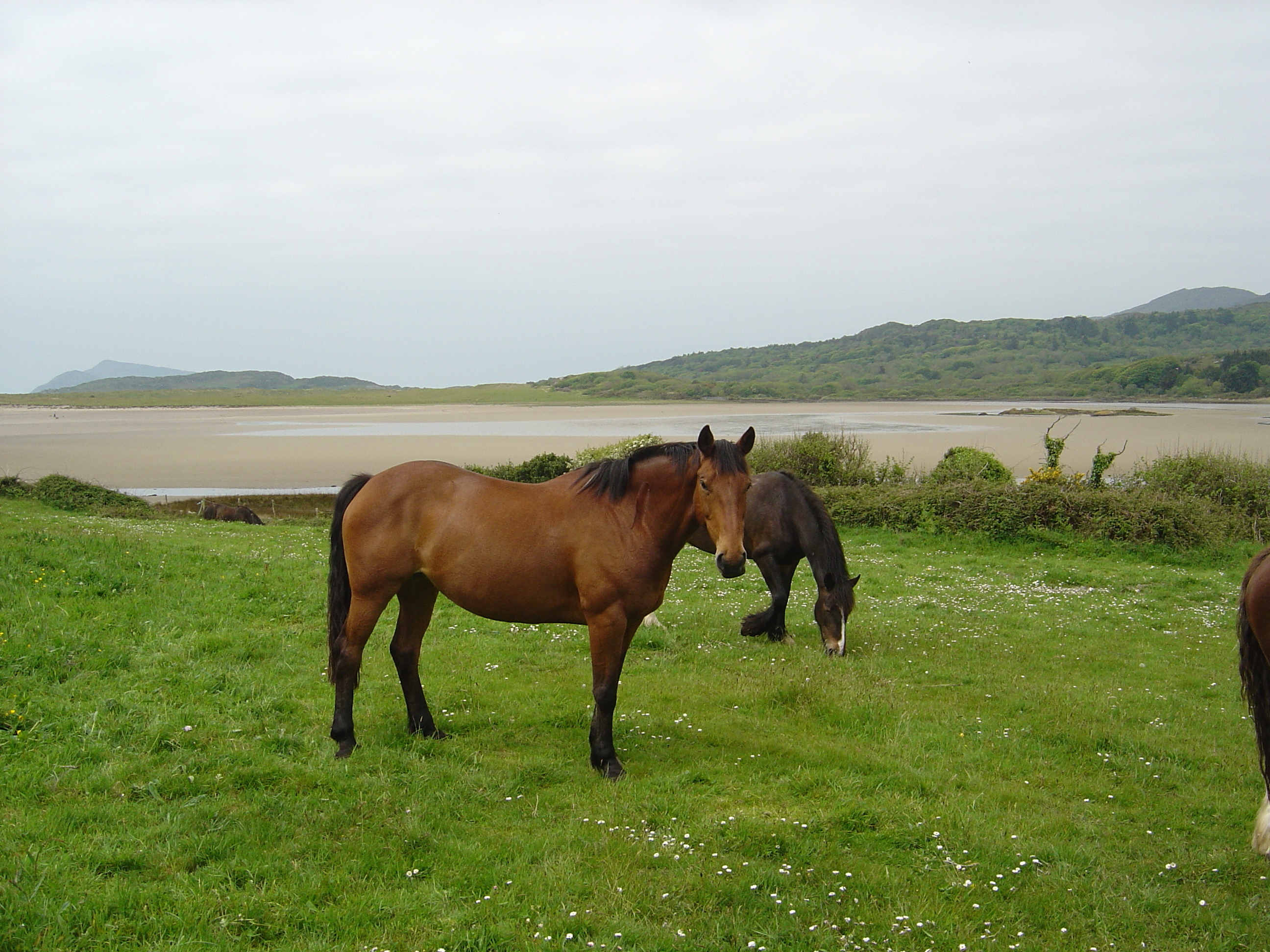 Picture Ireland Kerry Parknasilla 2004-05 15 - Center Parknasilla