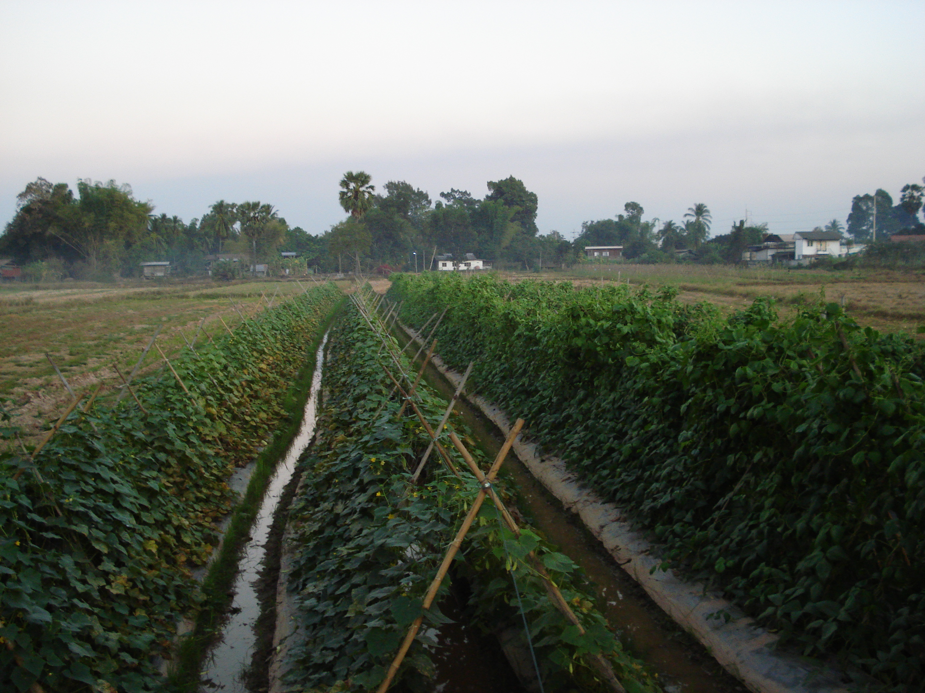 Picture Thailand Phitsanulok Jomthong Road 2008-01 21 - Discovery Jomthong Road