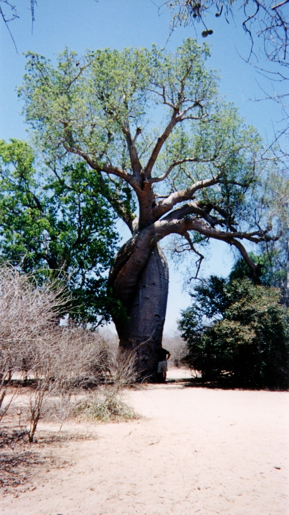 Picture Madagascar Tsingy 1999-10 10 - Recreation Tsingy