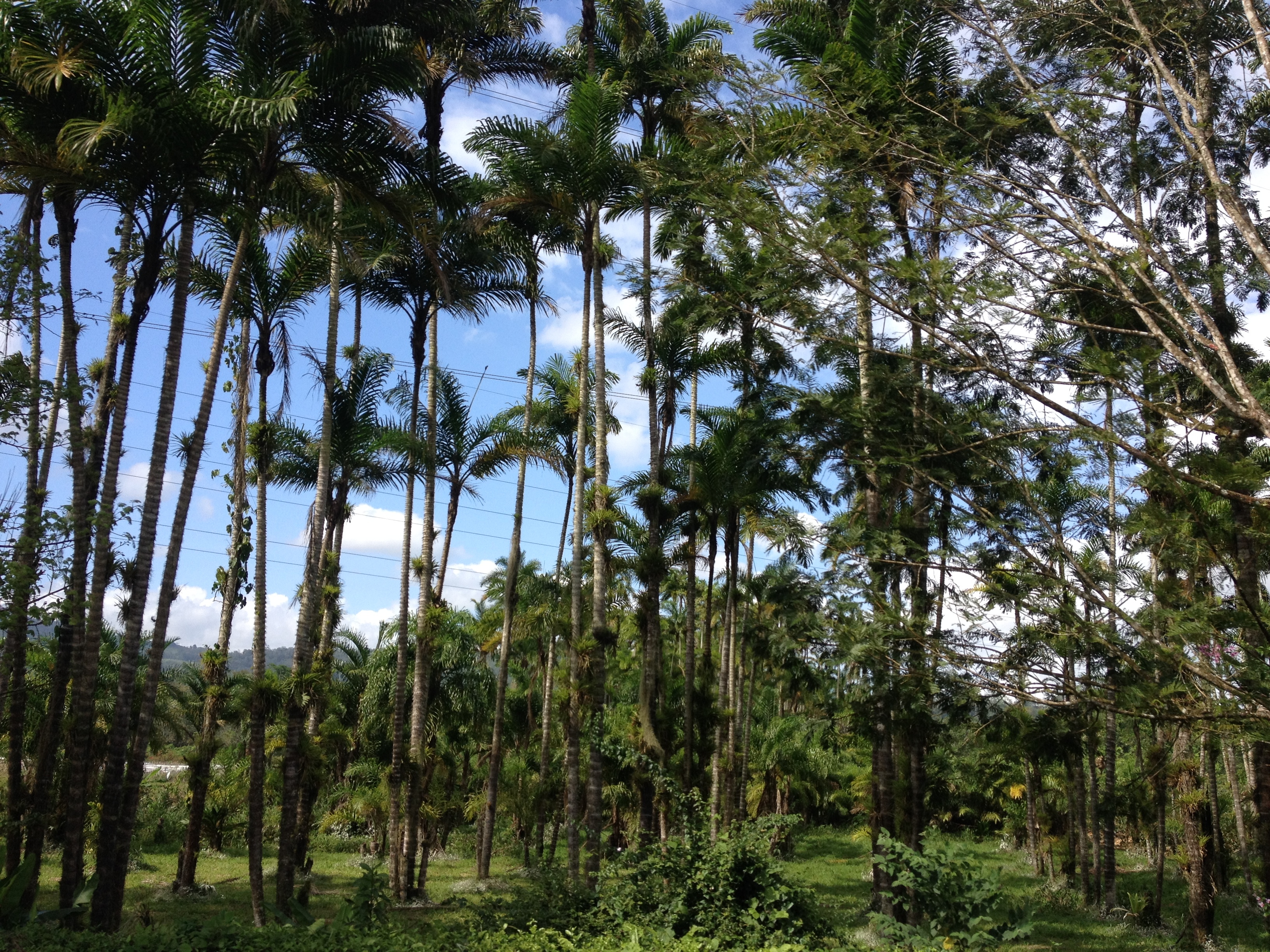 Picture Costa Rica Turrialba 2015-03 63 - Center Turrialba