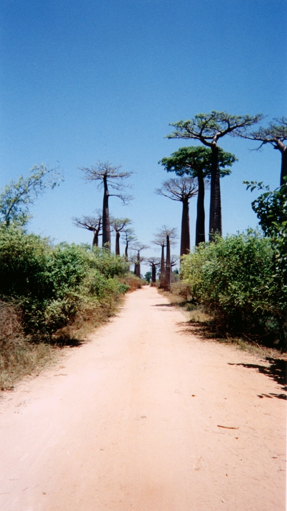 Picture Madagascar Morondava 1999-10 18 - Journey Morondava