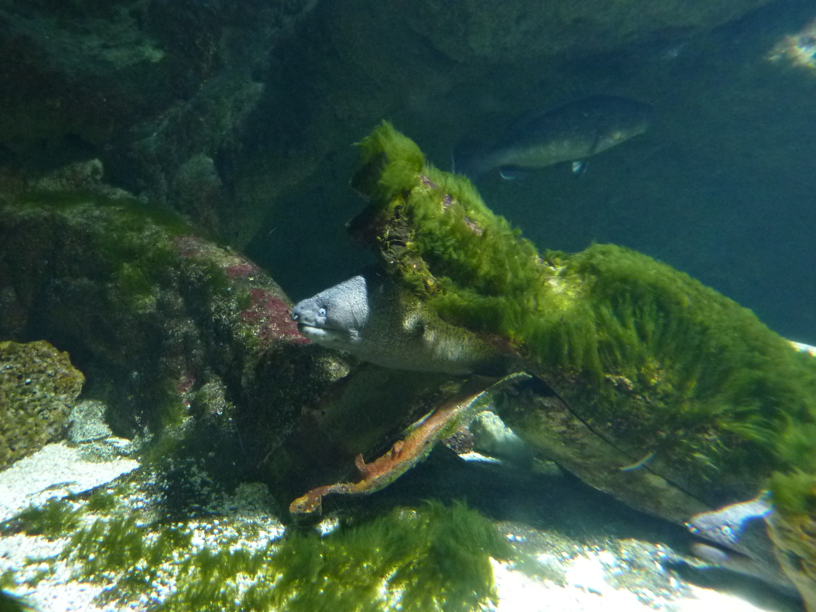 Picture France Le Croisic Ocearium 2009-10 3 - History Ocearium