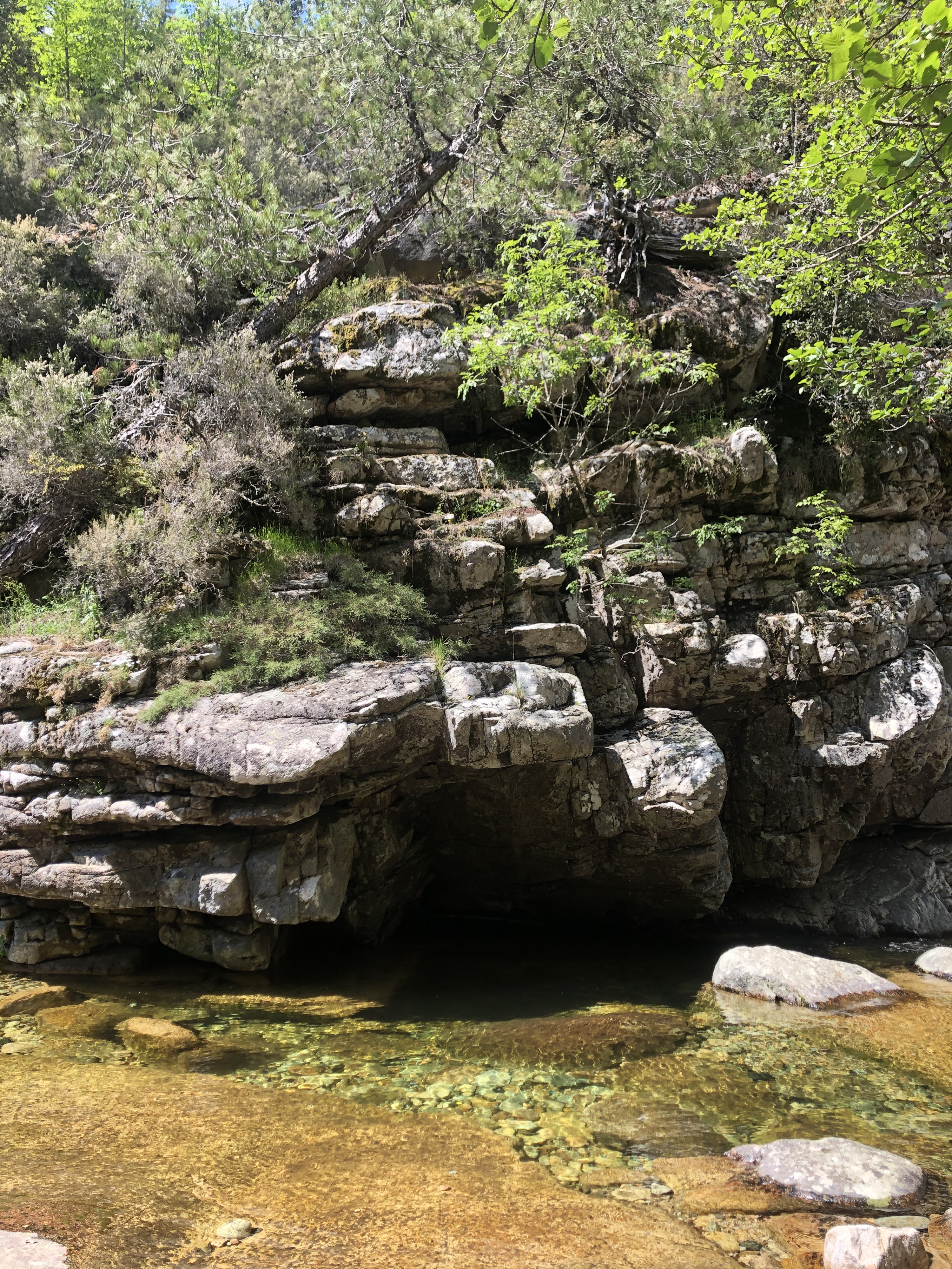 Picture France Corsica Aitone Forest 2021-06 52 - Discovery Aitone Forest