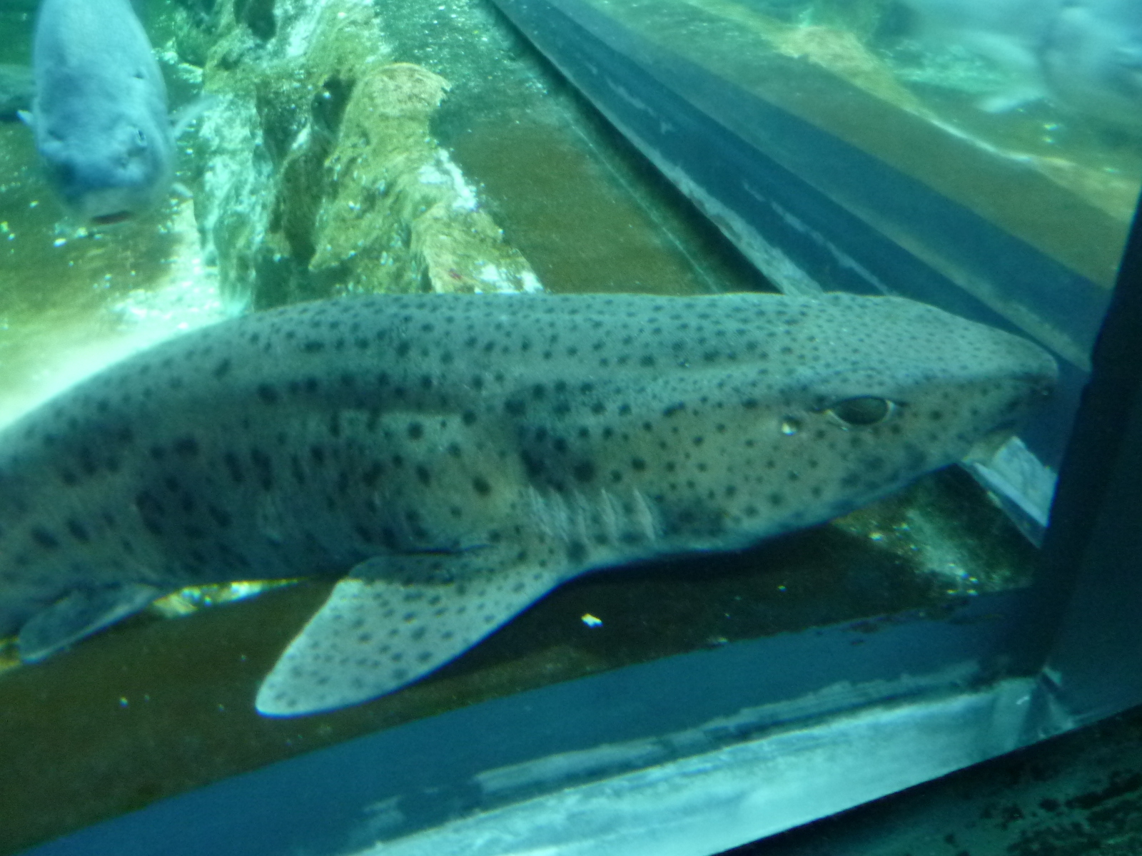 Picture France Le Croisic Ocearium 2009-10 2 - Tour Ocearium