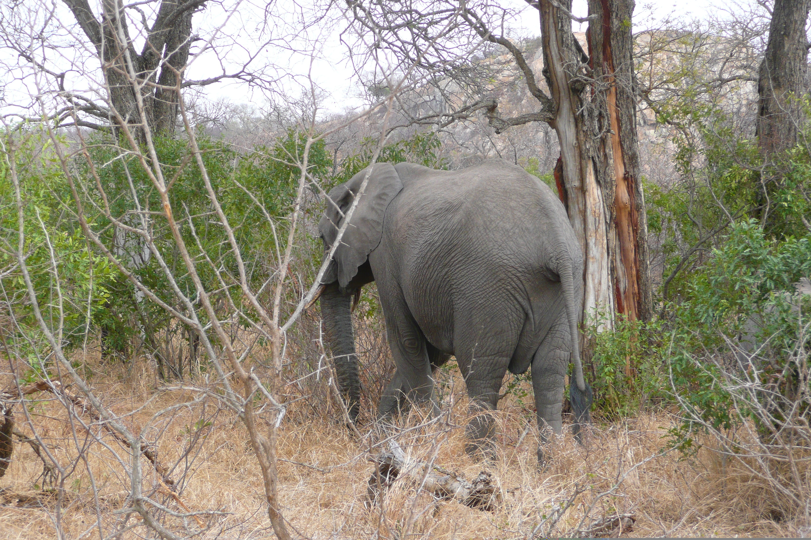 Picture South Africa Kruger National Park 2008-09 67 - Journey Kruger National Park