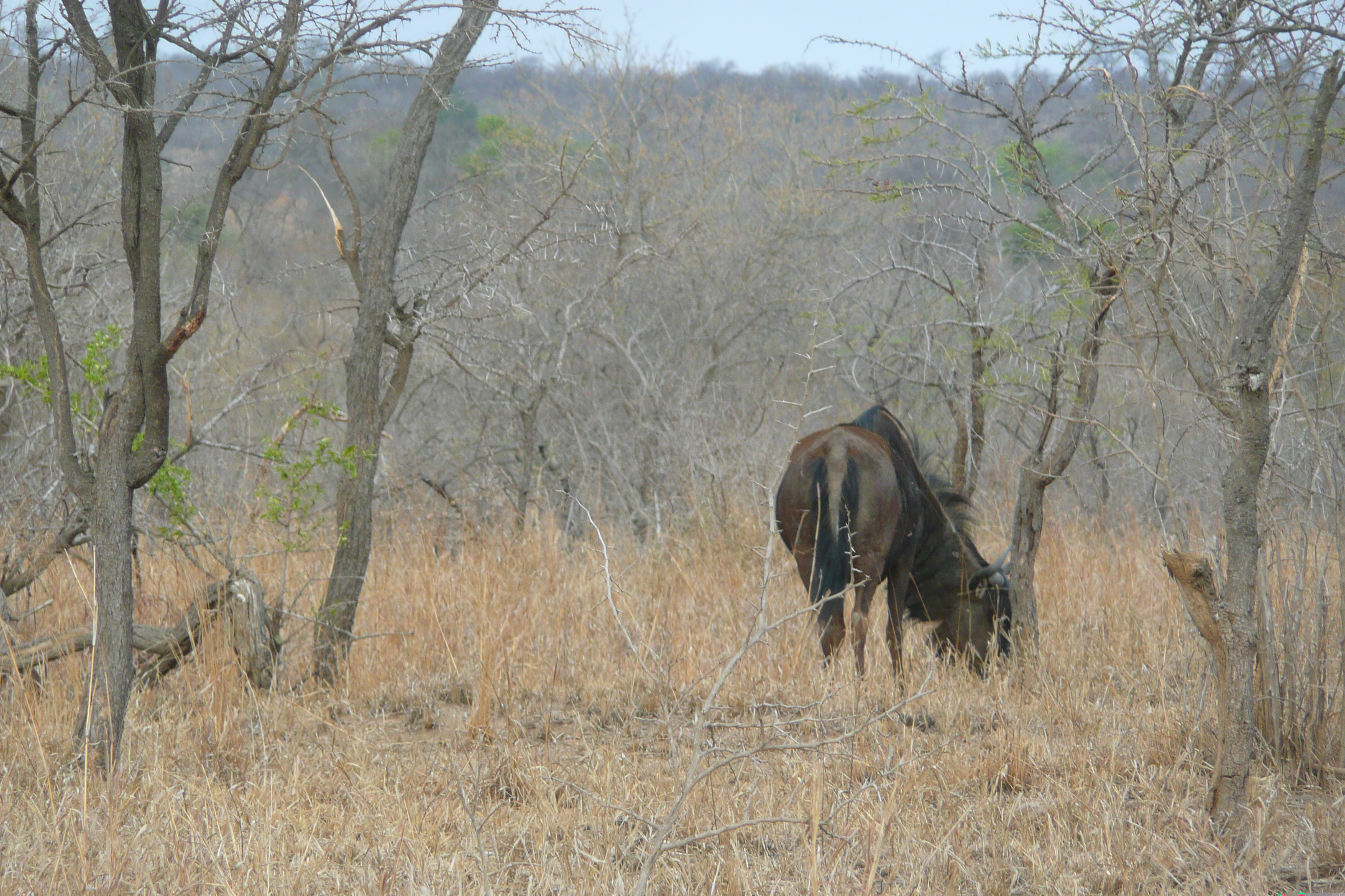 Picture South Africa Kruger National Park 2008-09 70 - History Kruger National Park