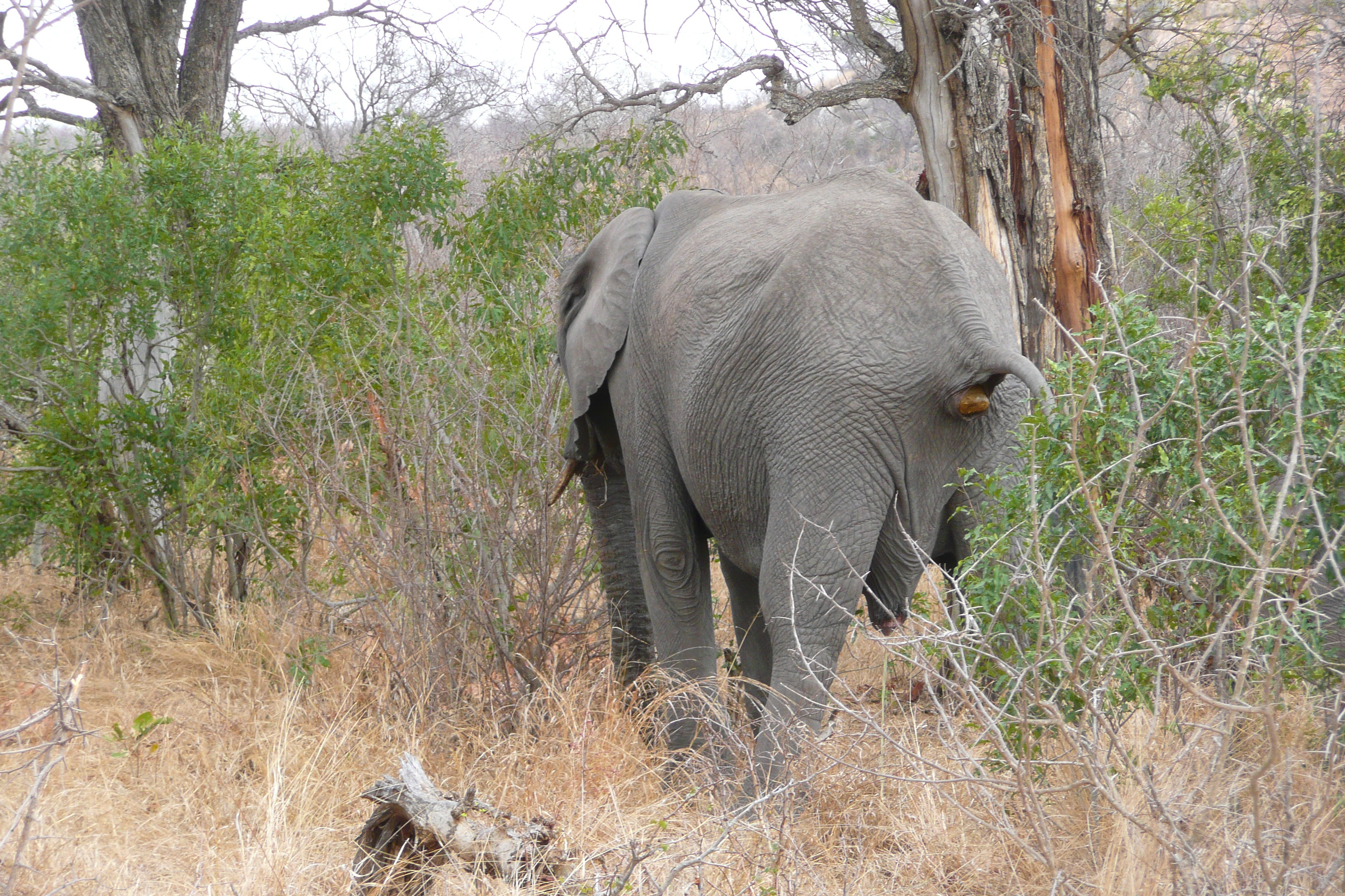 Picture South Africa Kruger National Park 2008-09 36 - Tour Kruger National Park