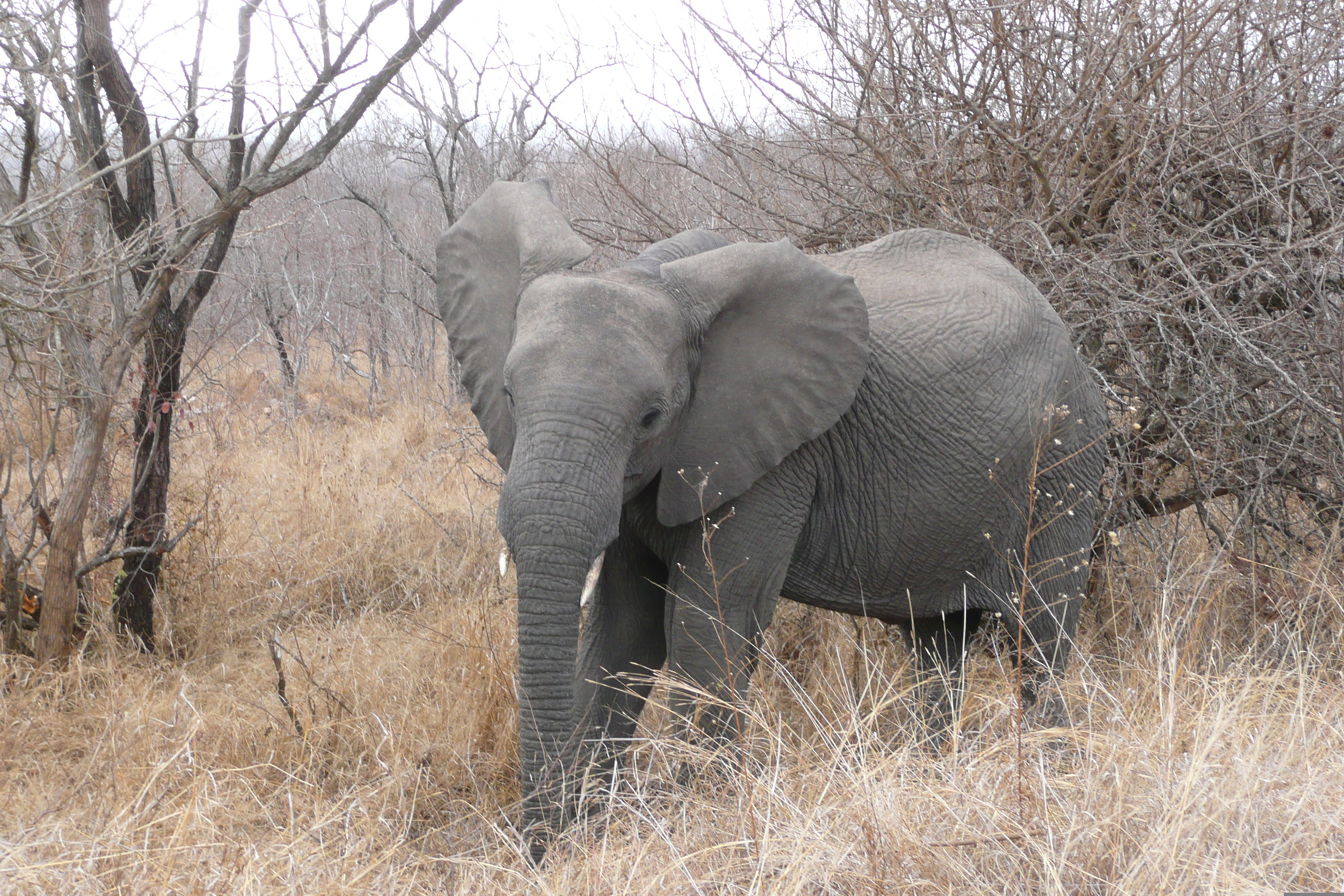 Picture South Africa Kruger National Park 2008-09 58 - Around Kruger National Park