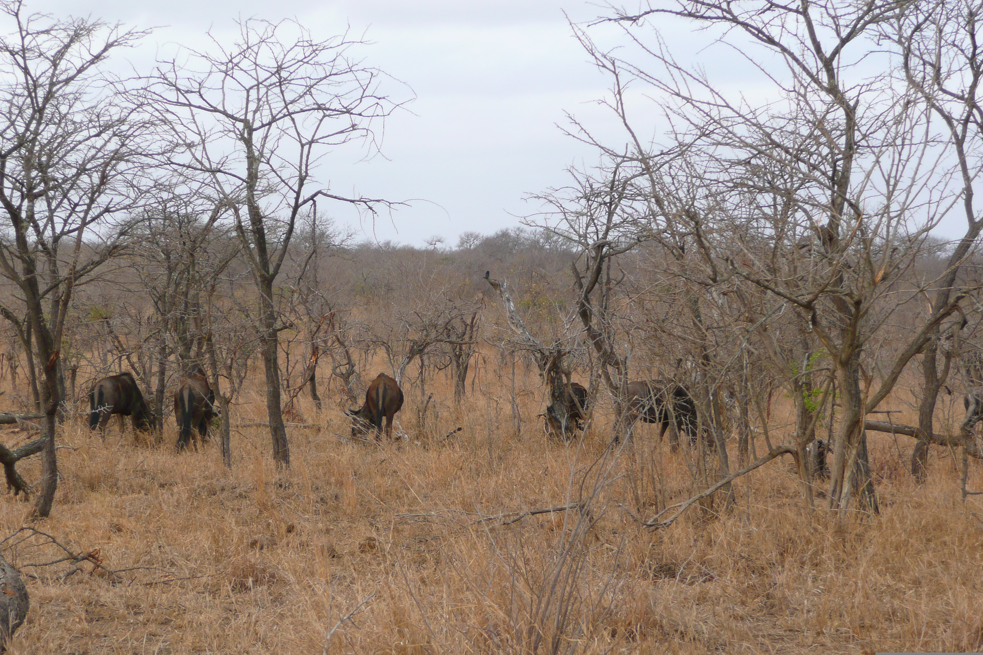 Picture South Africa Kruger National Park 2008-09 95 - Recreation Kruger National Park