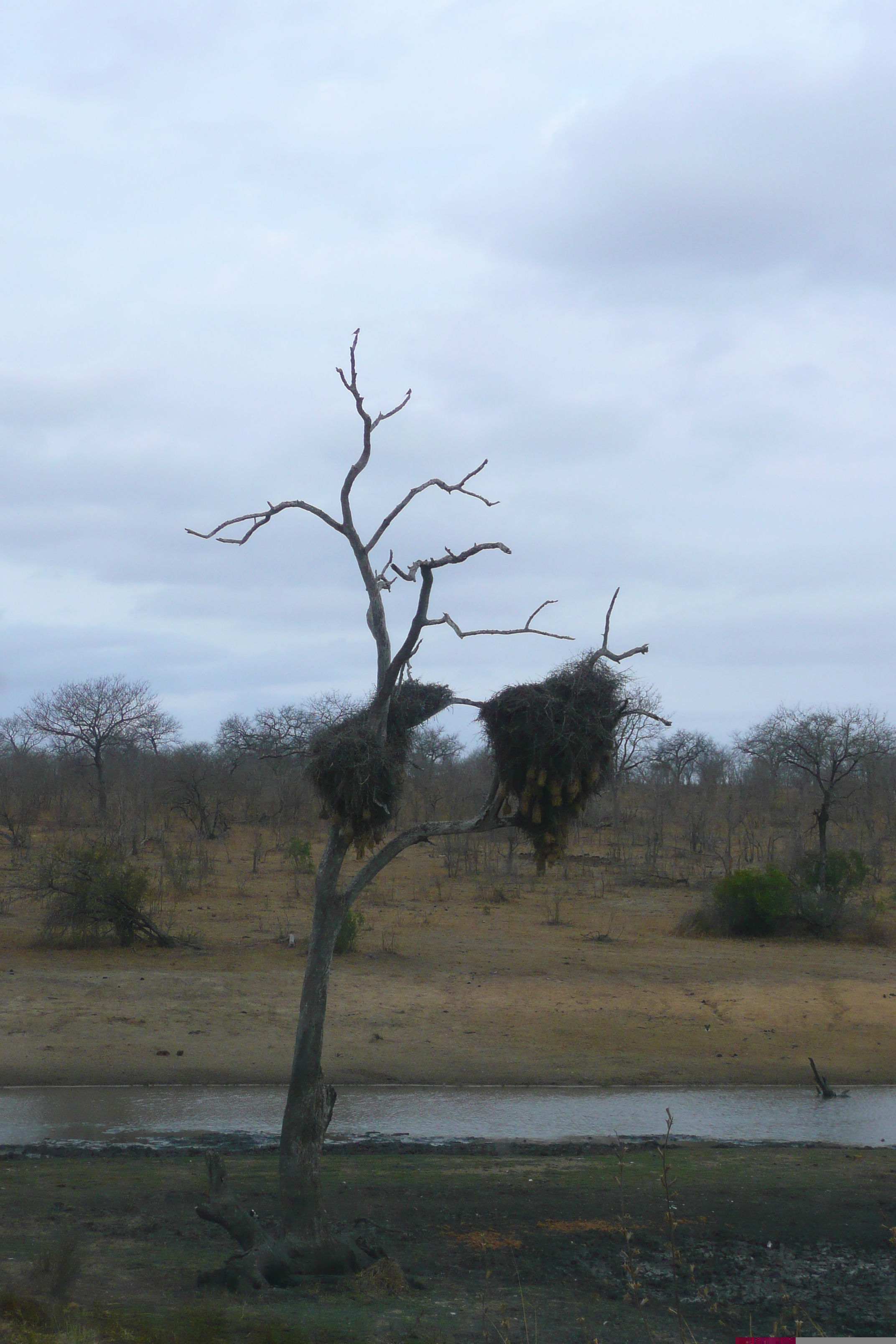 Picture South Africa Kruger National Park 2008-09 132 - Around Kruger National Park