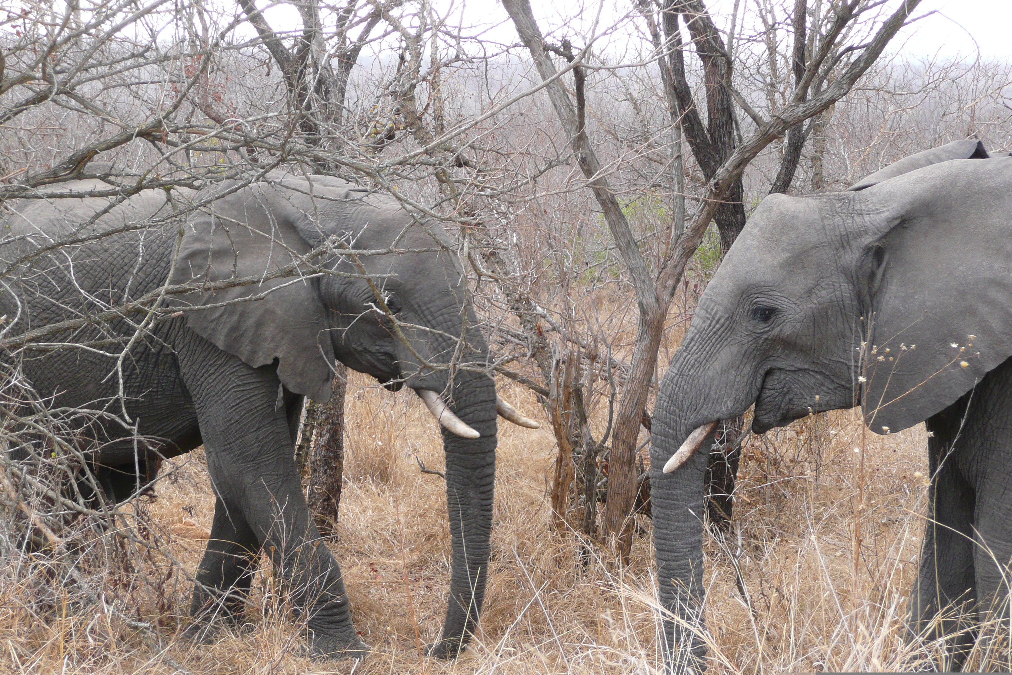 Picture South Africa Kruger National Park 2008-09 160 - Tours Kruger National Park