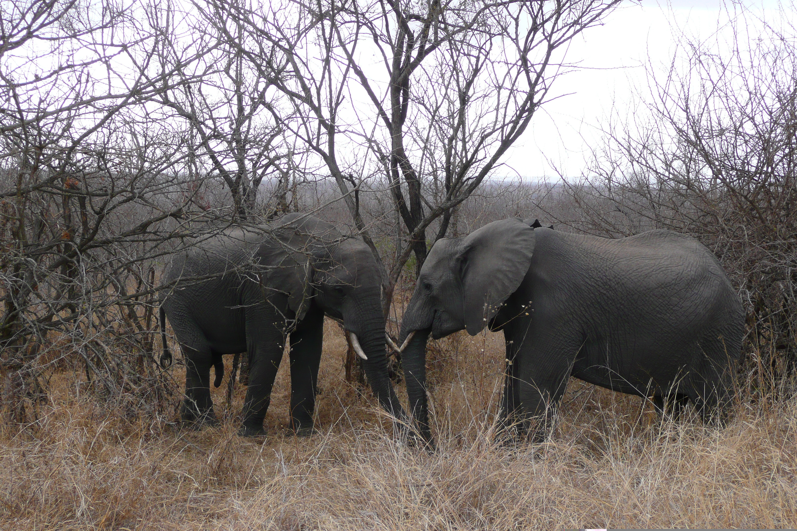 Picture South Africa Kruger National Park 2008-09 171 - Center Kruger National Park