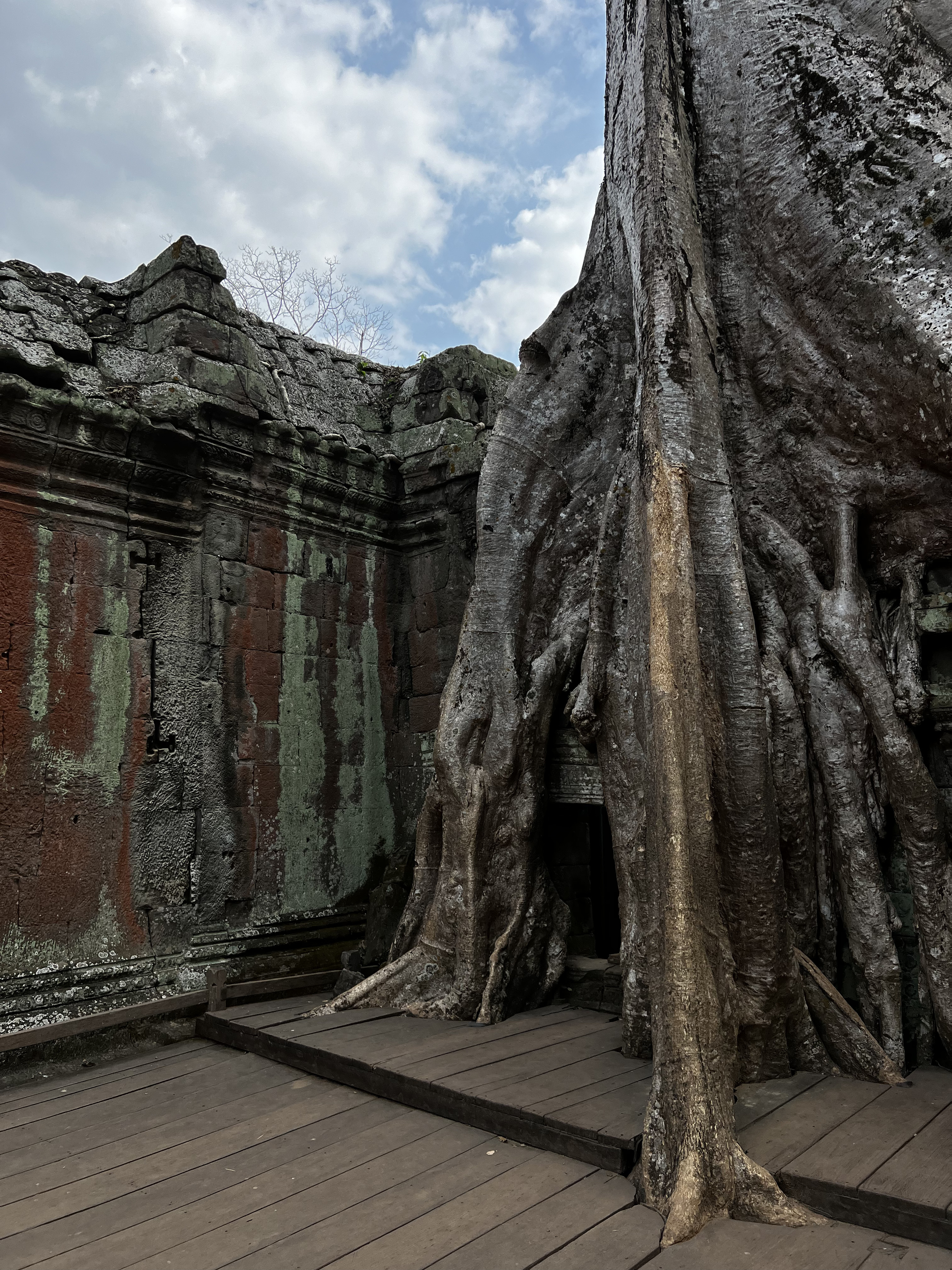 Picture Cambodia Siem Reap Ta Prohm 2023-01 80 - Recreation Ta Prohm