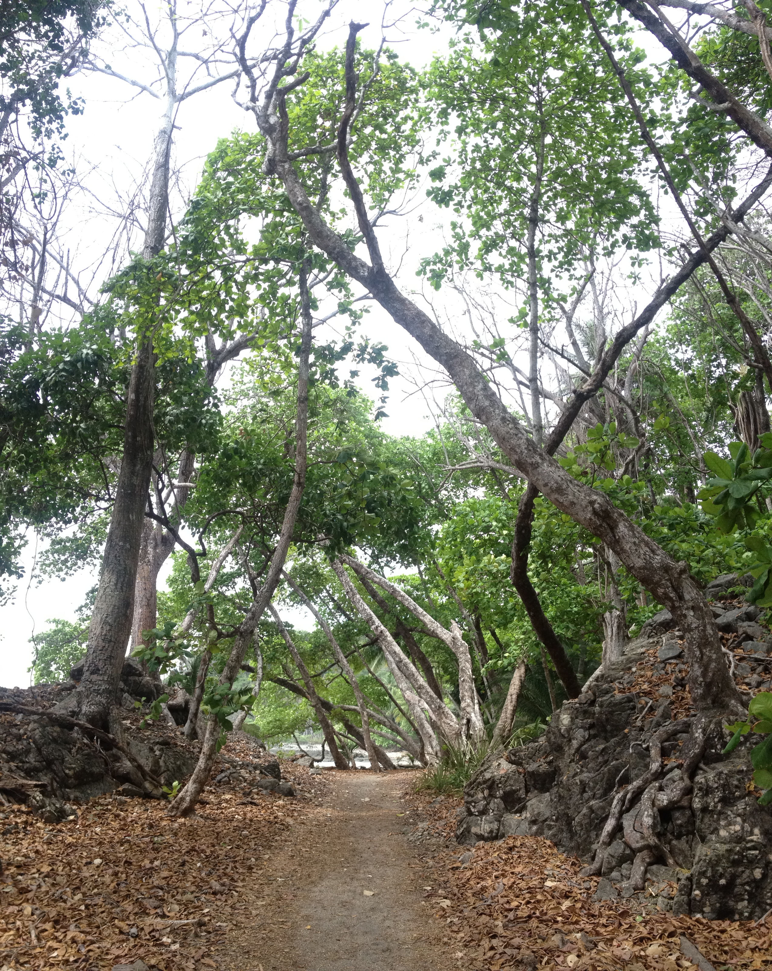 Picture Costa Rica Montezuma 2015-03 442 - Journey Montezuma