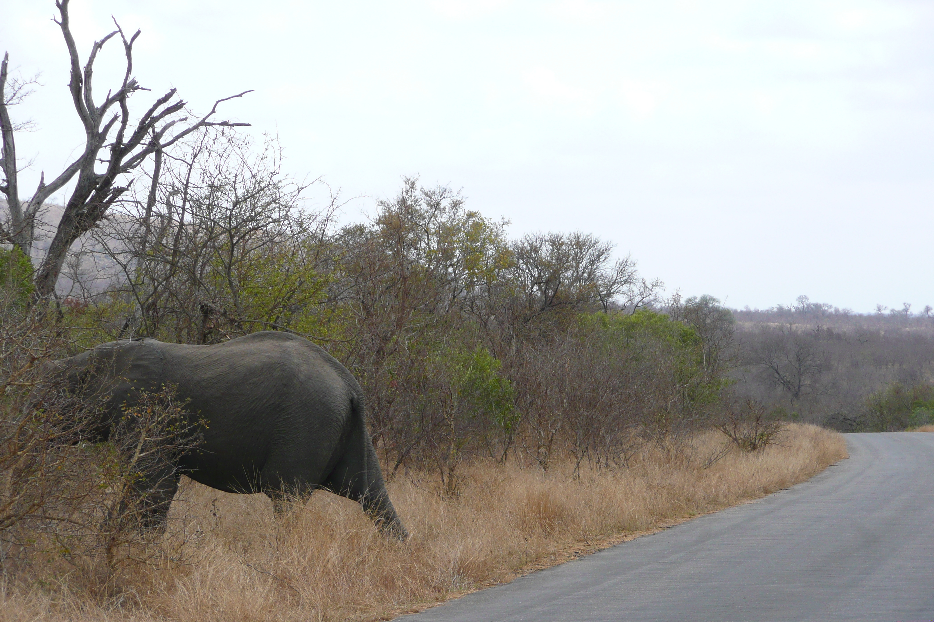 Picture South Africa Kruger National Park 2008-09 106 - Around Kruger National Park