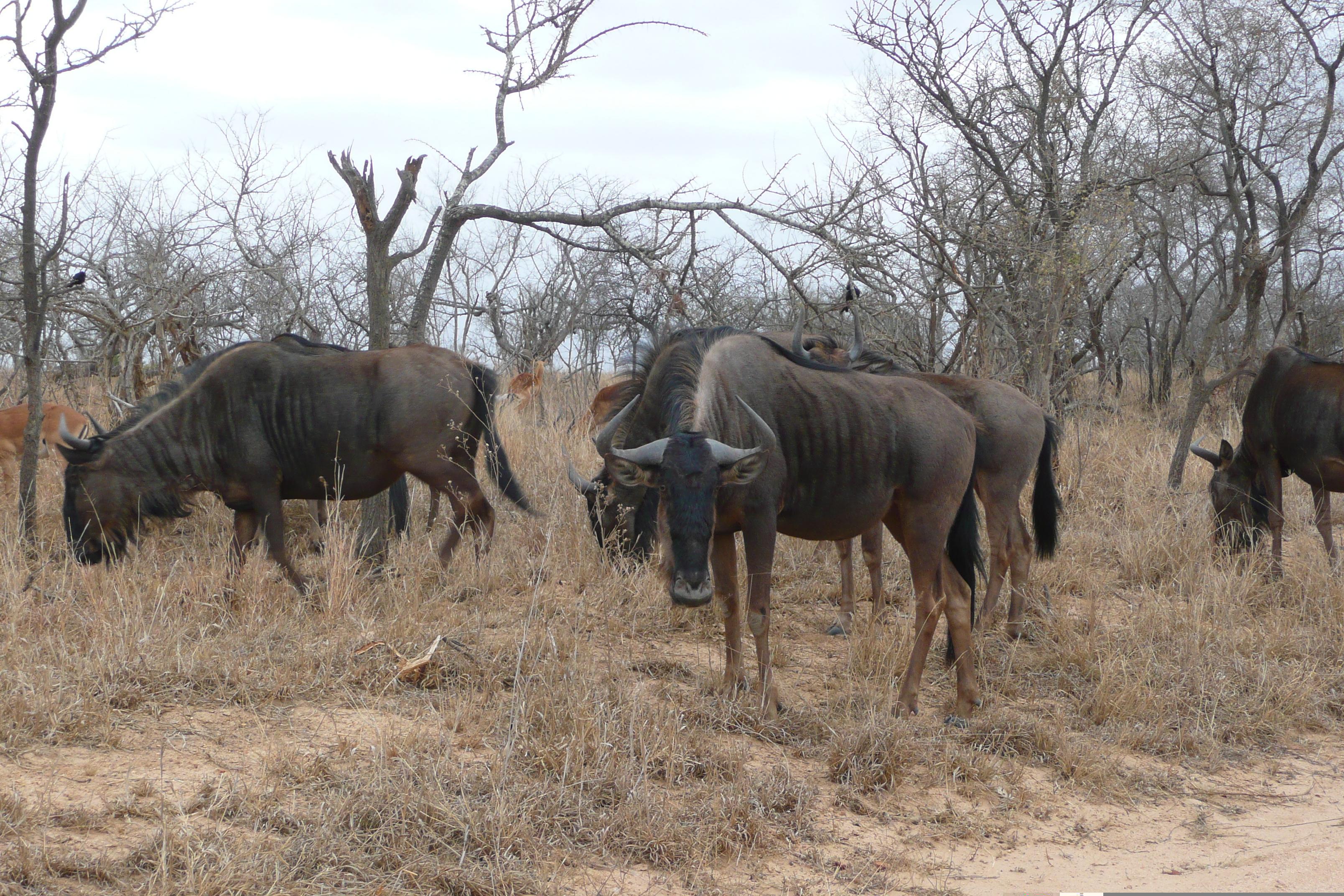 Picture South Africa Kruger National Park 2008-09 90 - Discovery Kruger National Park