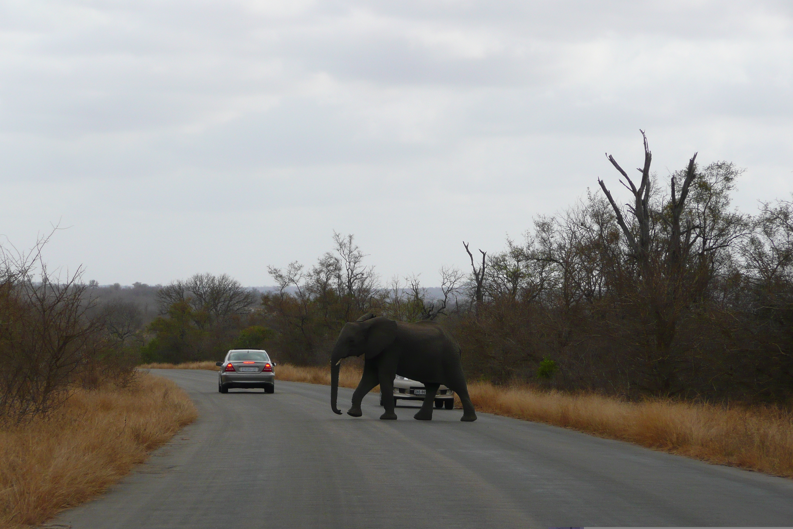 Picture South Africa Kruger National Park 2008-09 125 - Tours Kruger National Park