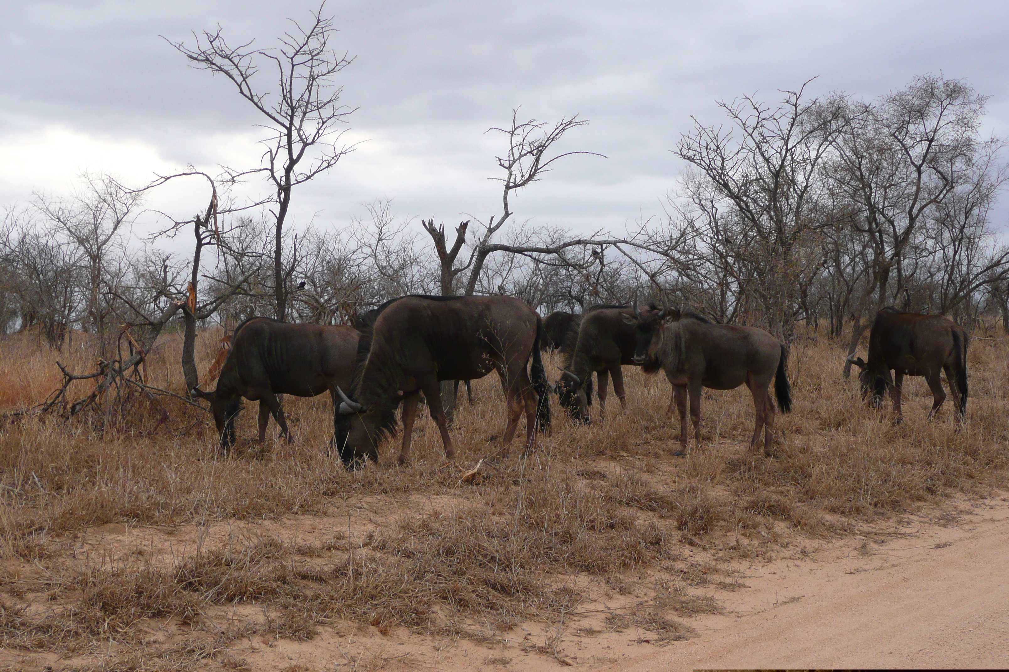 Picture South Africa Kruger National Park 2008-09 49 - Tours Kruger National Park