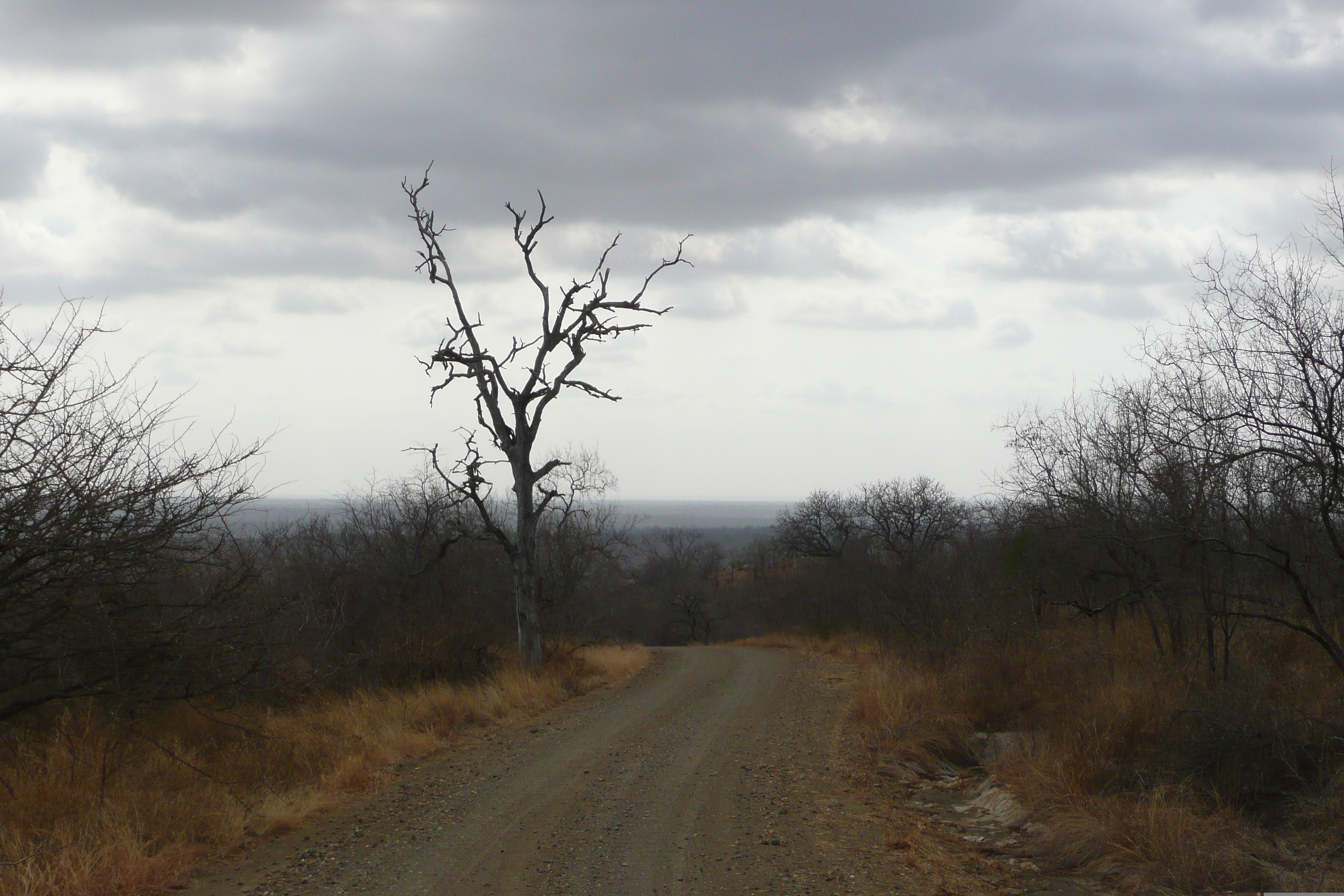 Picture South Africa Kruger National Park 2008-09 161 - Tour Kruger National Park