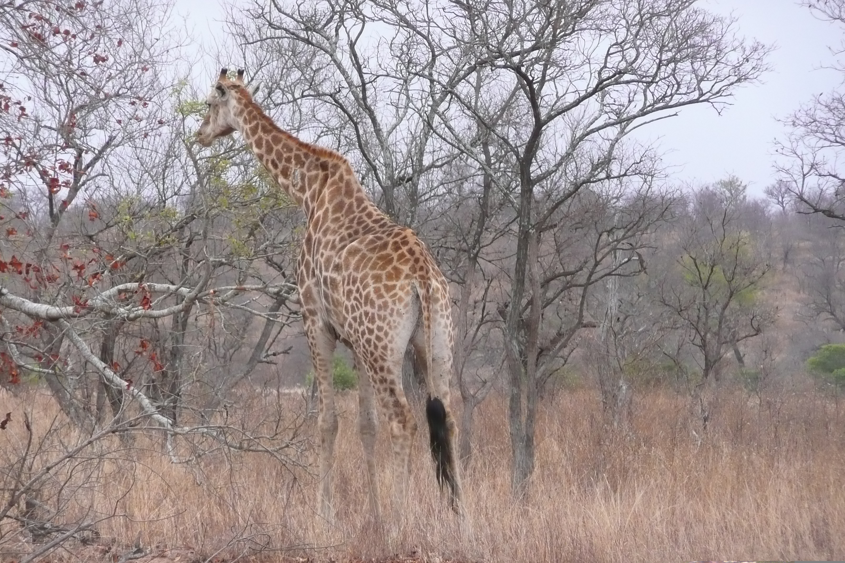 Picture South Africa Kruger National Park 2008-09 30 - Discovery Kruger National Park